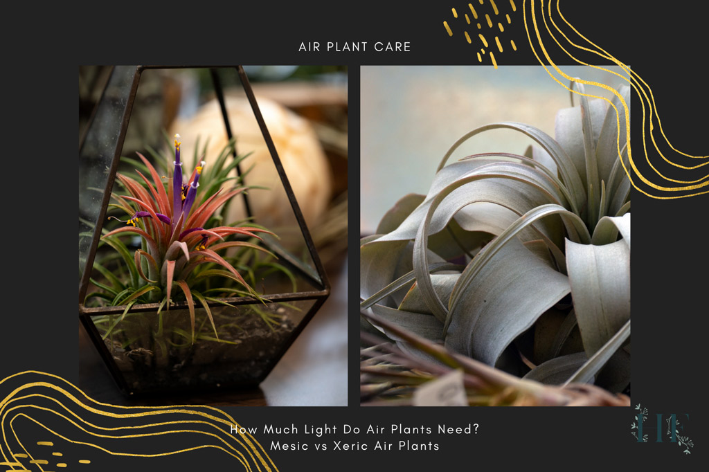 Do air plants need light information