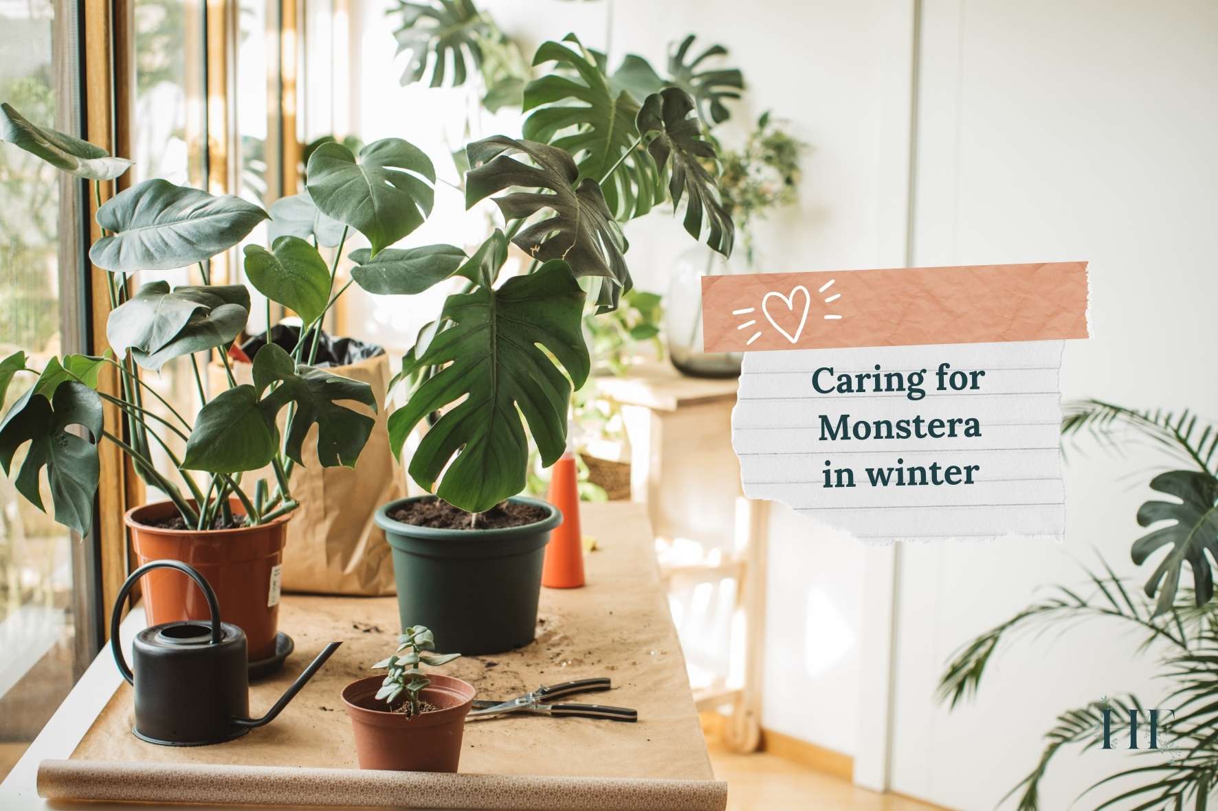 how-to-care-for-monstera-in-winter