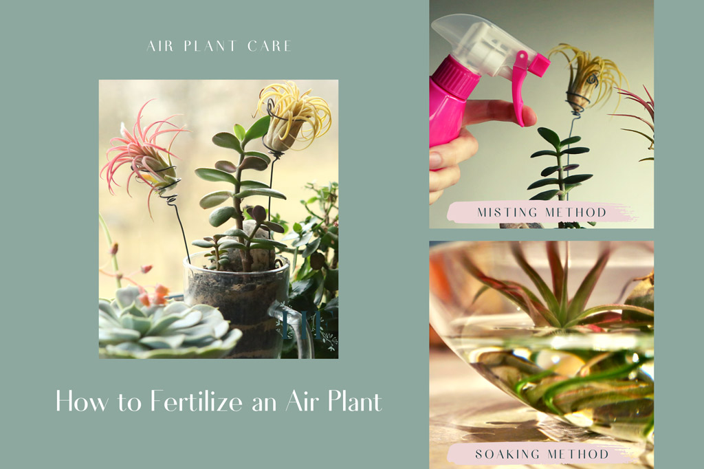 how-to-fertilize-an-air-plant