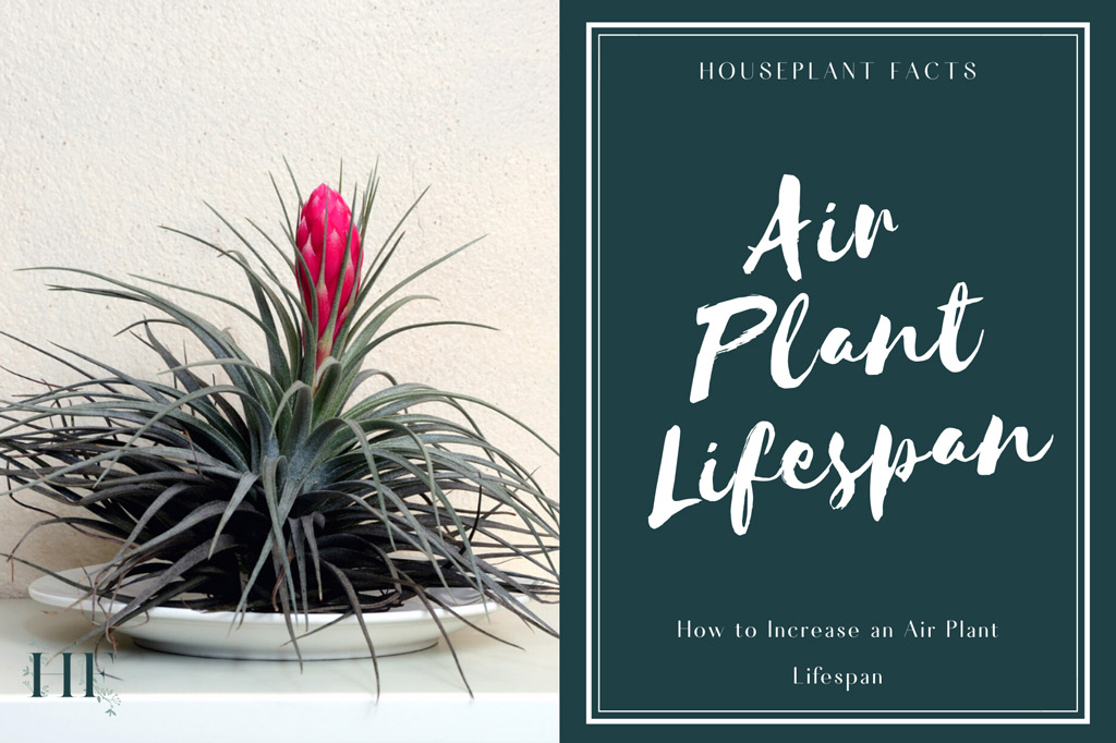 how-to-increase-an-air-plant-lifespan