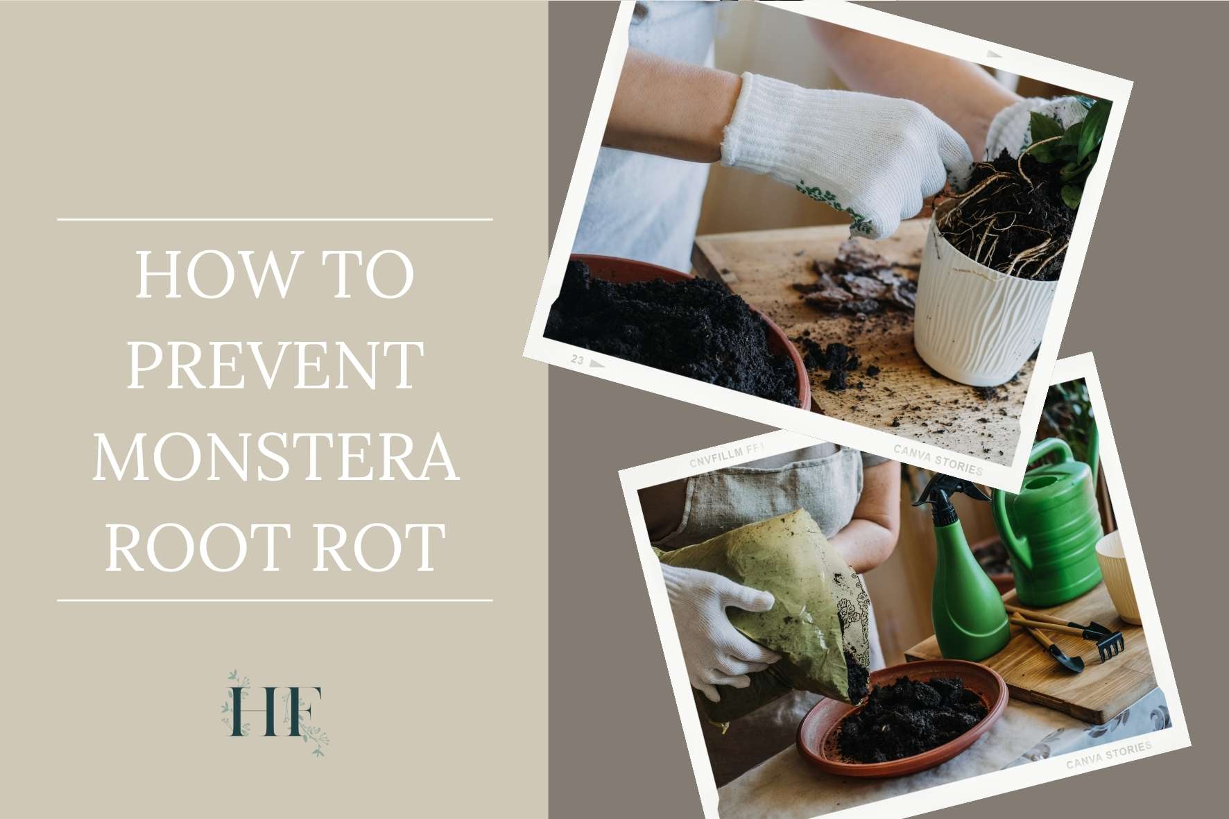 how-to-prevent-monstera-root-rot
