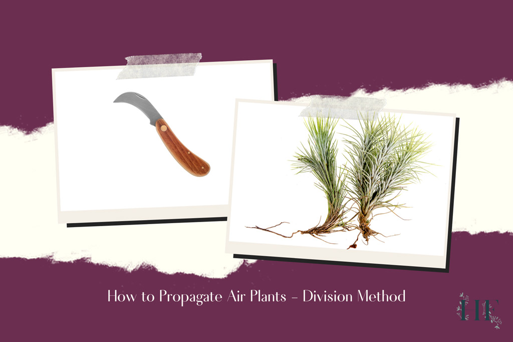 how-to-propagate-air-plants