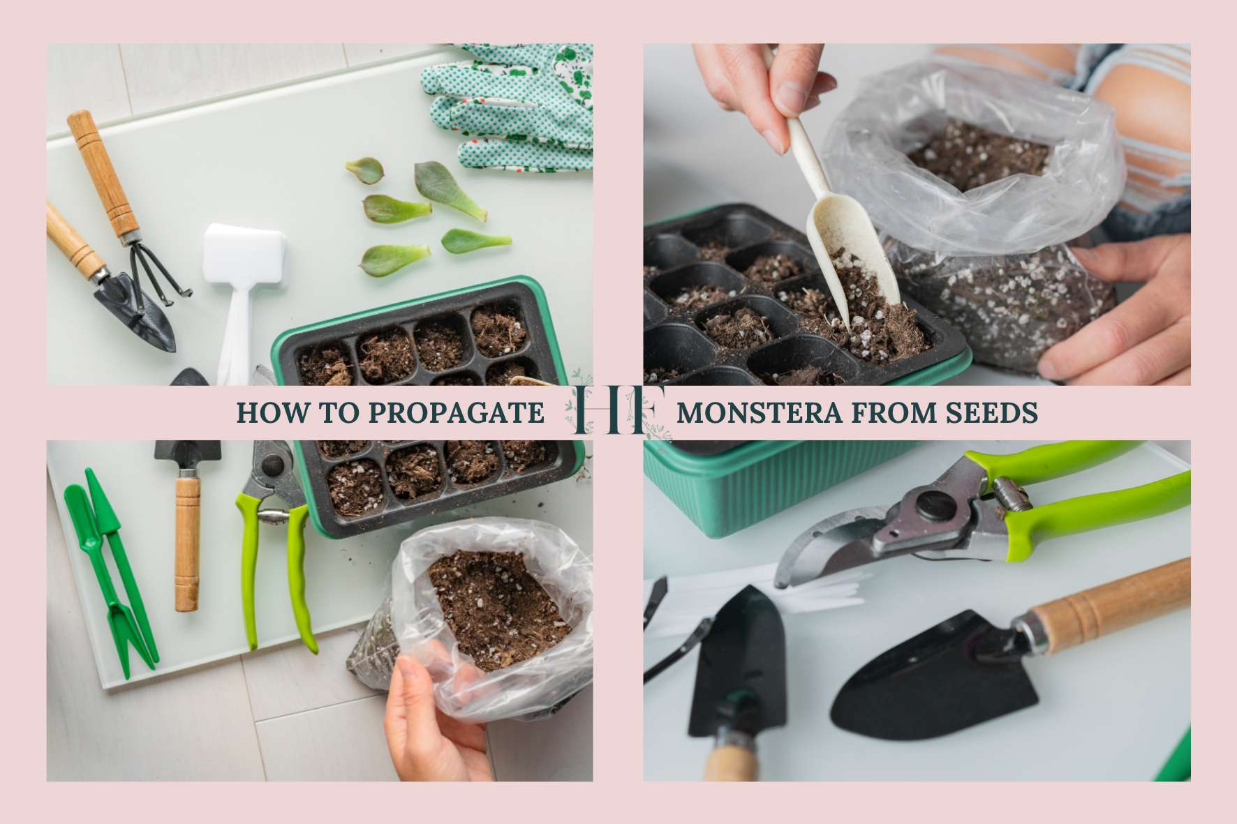 how-to-propagate-monstera-from-seeds