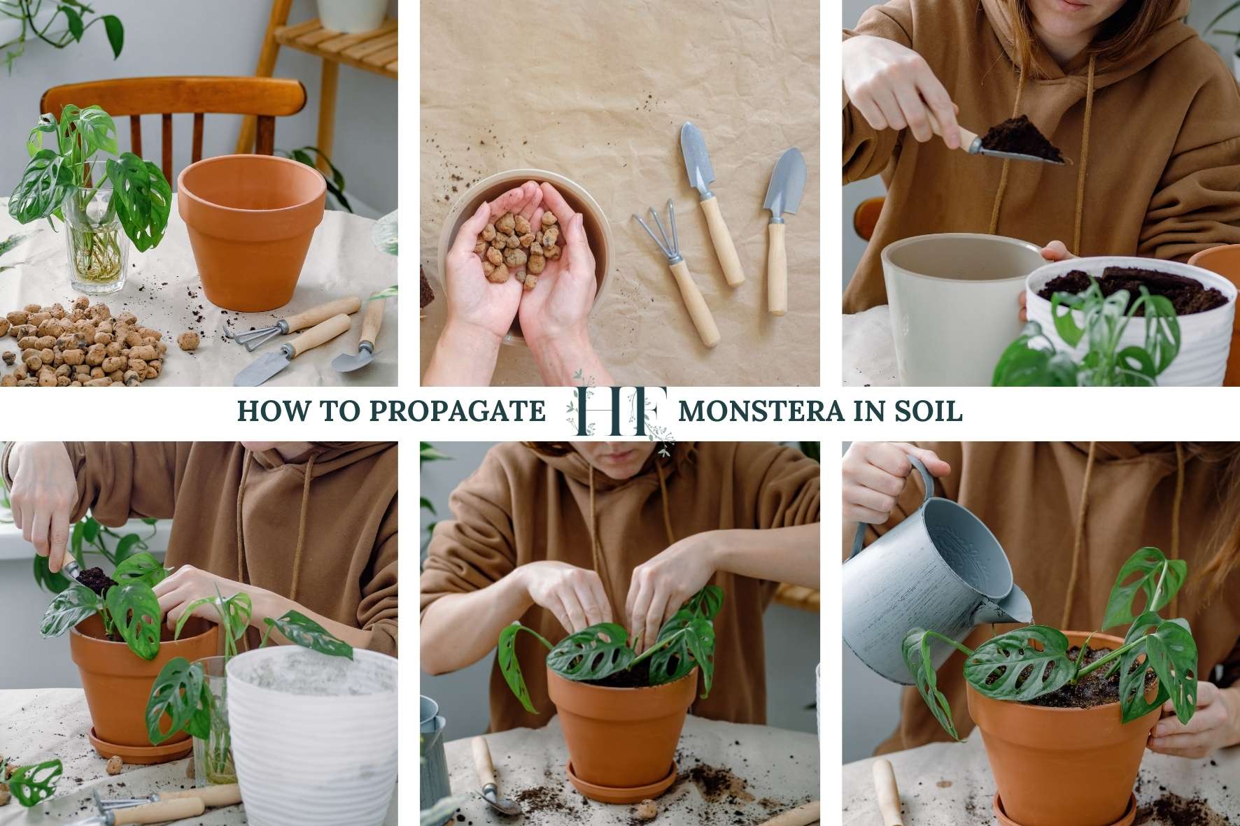 how-to-propagate-monstera-in-soil