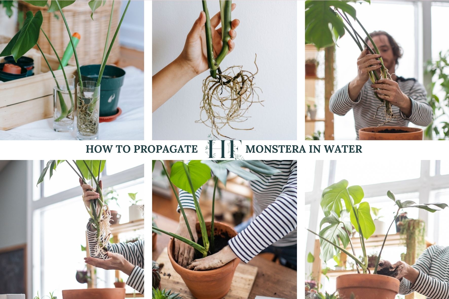 how-to-propagate-monstera-in-water