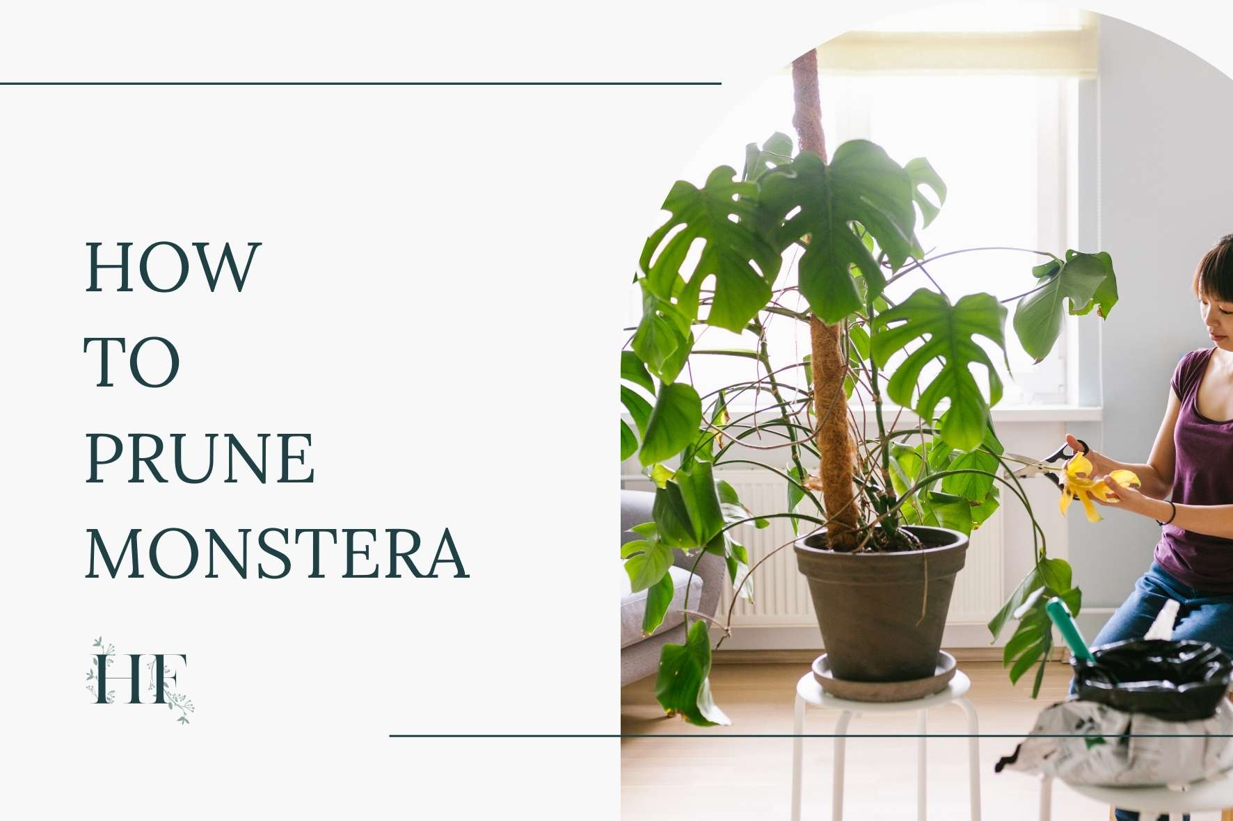 how-to-prune-monstera