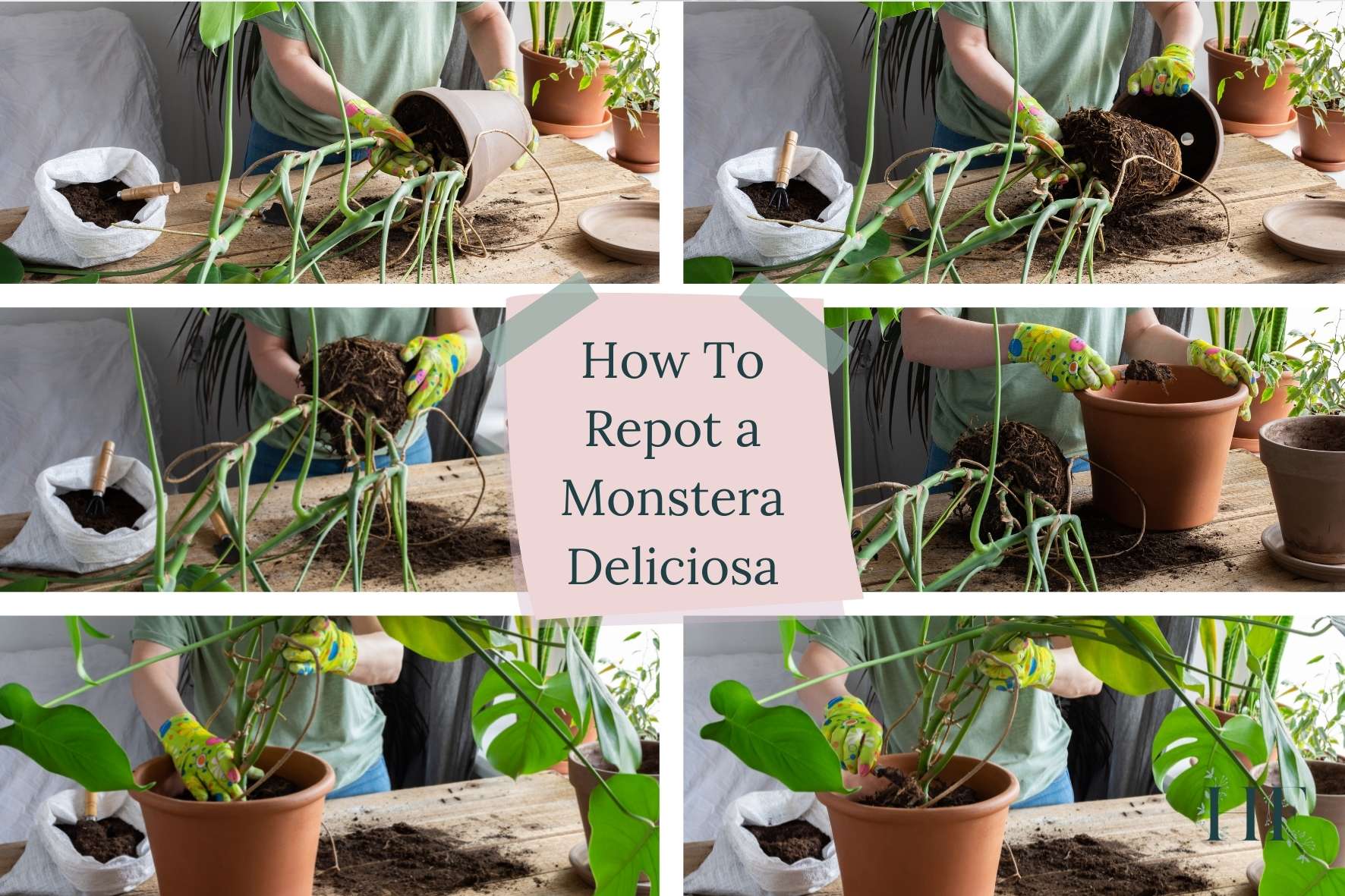 how-to-repot-a-monstera-deliciosa