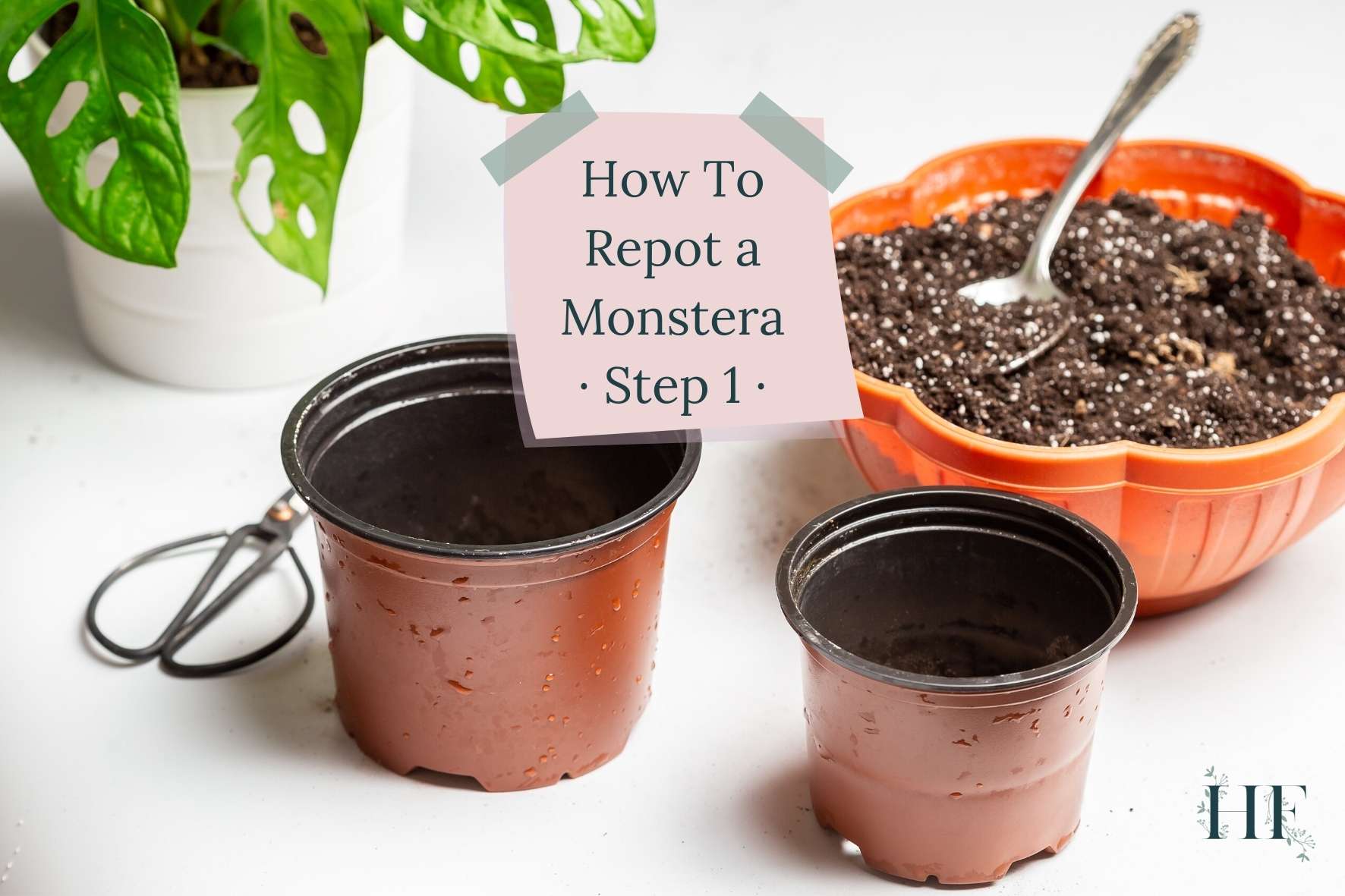 how-to-repot-a-monstera-step-1