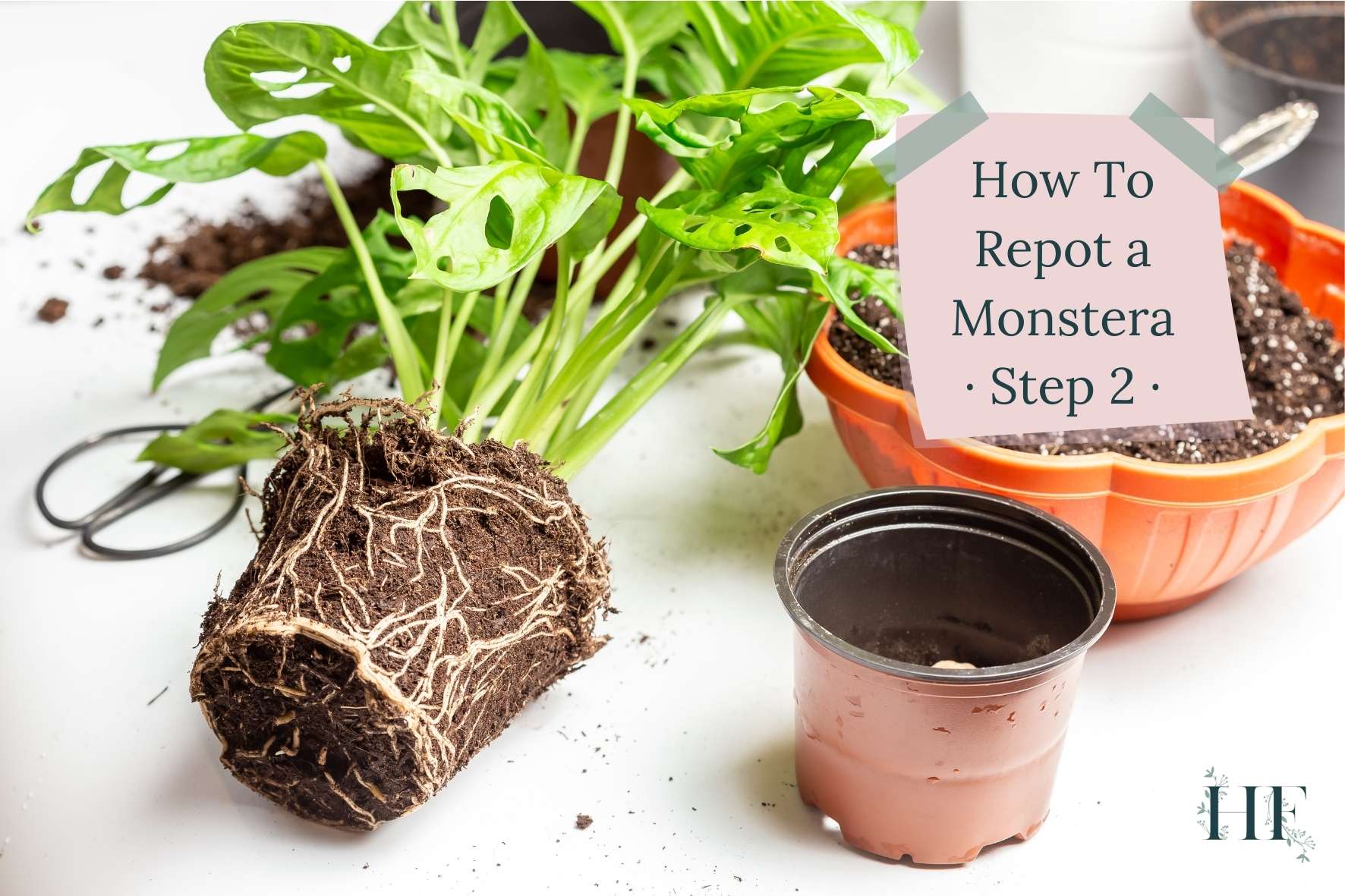 how-to-repot-a-monstera-step-2