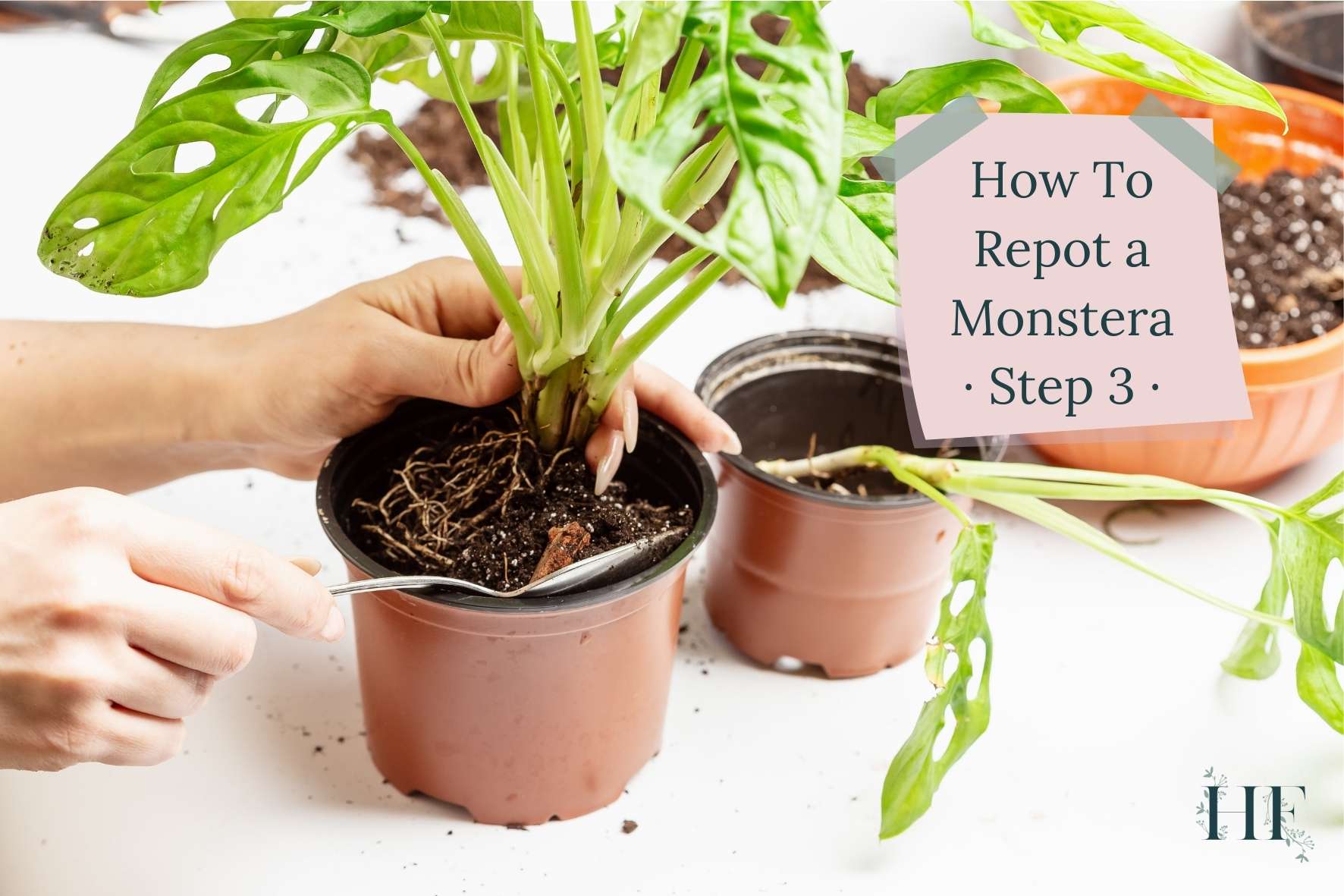 how-to-repot-a-monstera-step-3