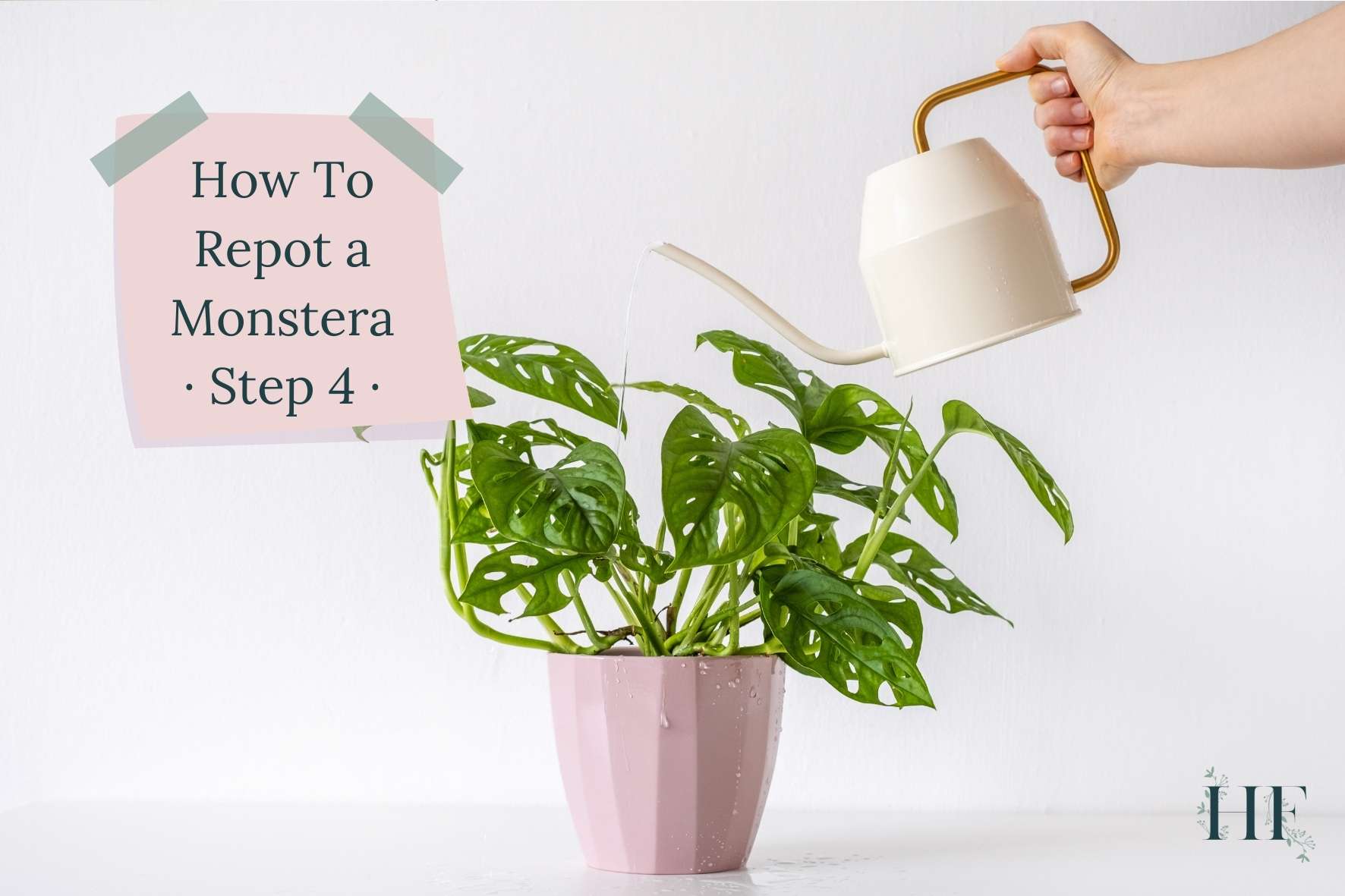 how-to-repot-a-monstera-step-4