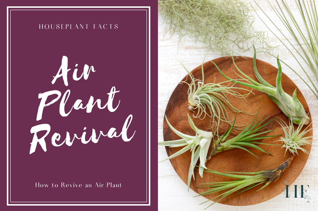 how-to-revive-an-air-plant