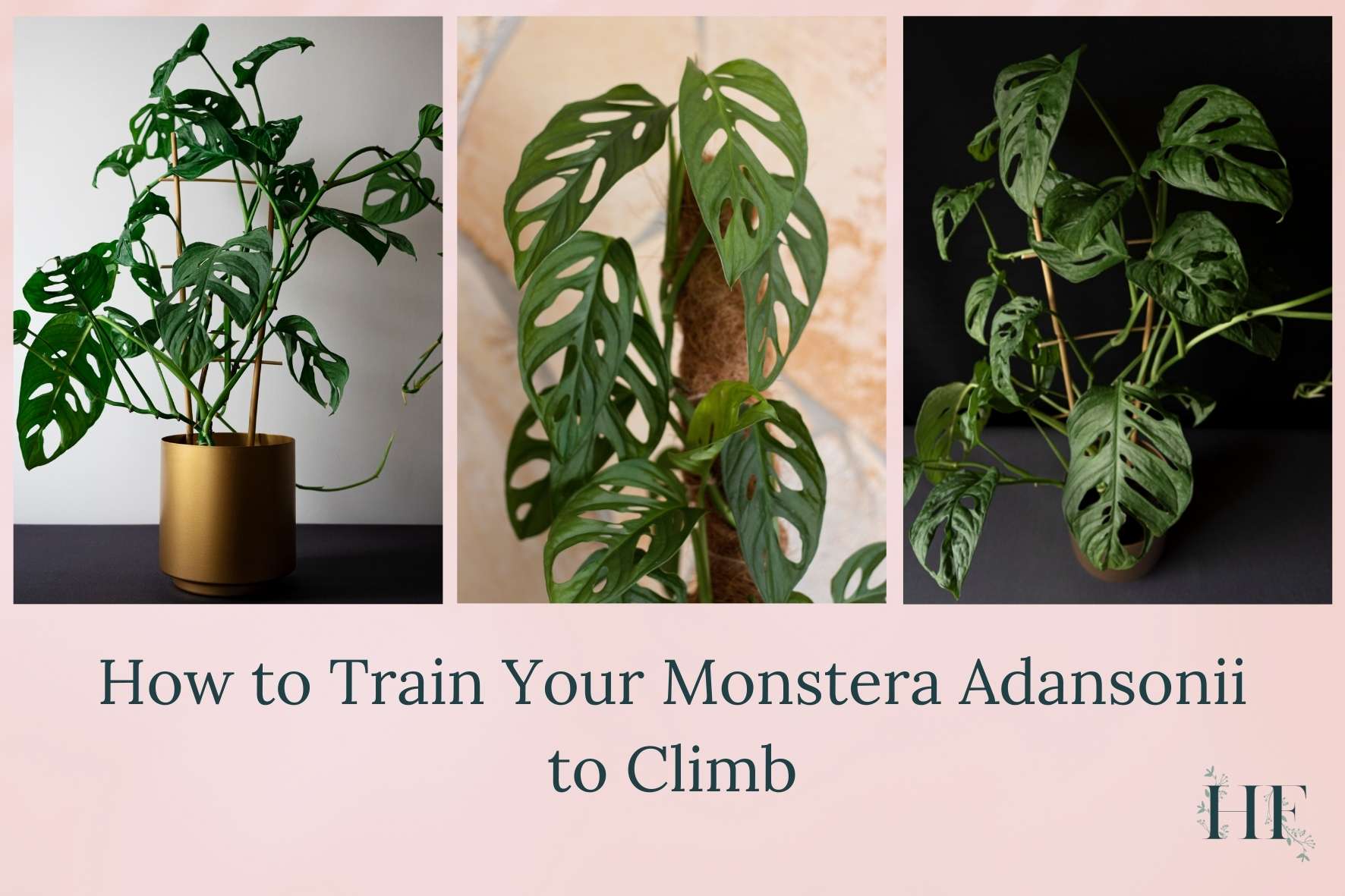 how-to-train-your-monstera-adansonii-to-climb