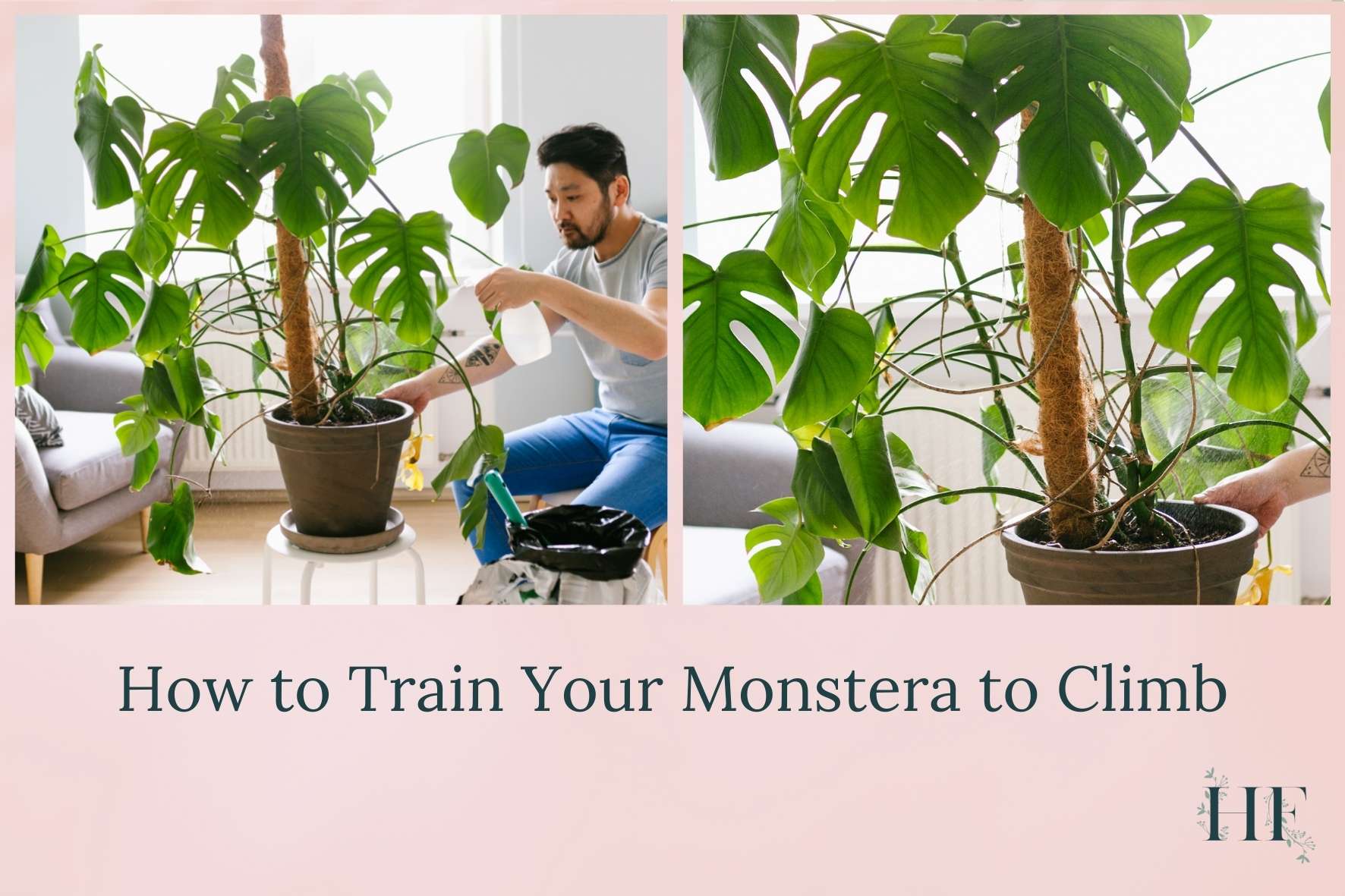 how-to-train-your-monstera-to-climb