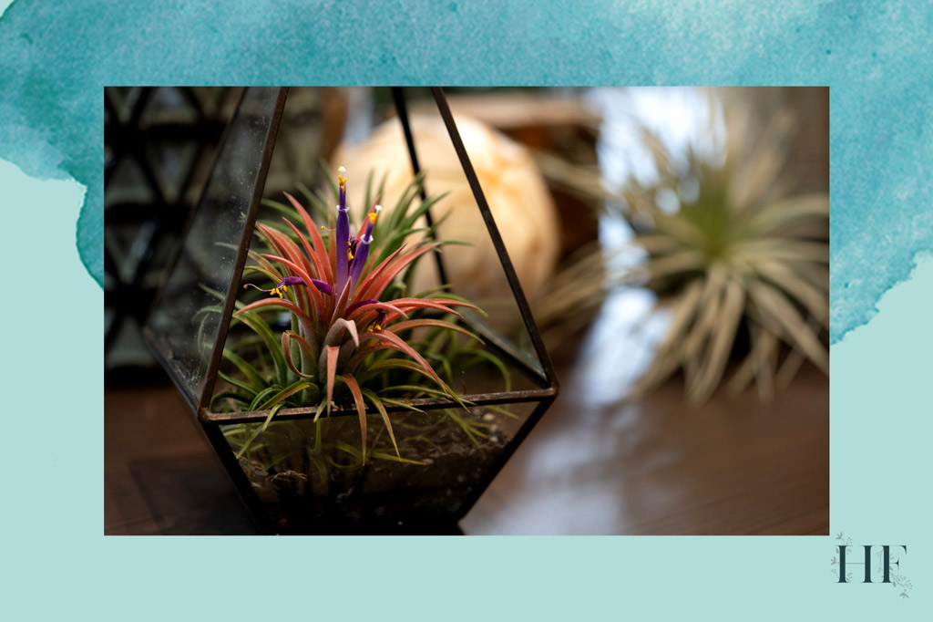 how-to-water-a-blooming-air-plant