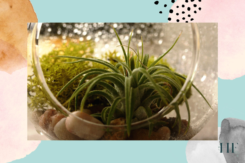 how-to-water-air-plants-in-terrariums