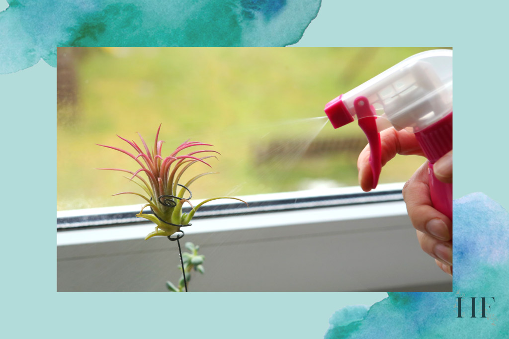 how-to-water-air-plants-misting-method