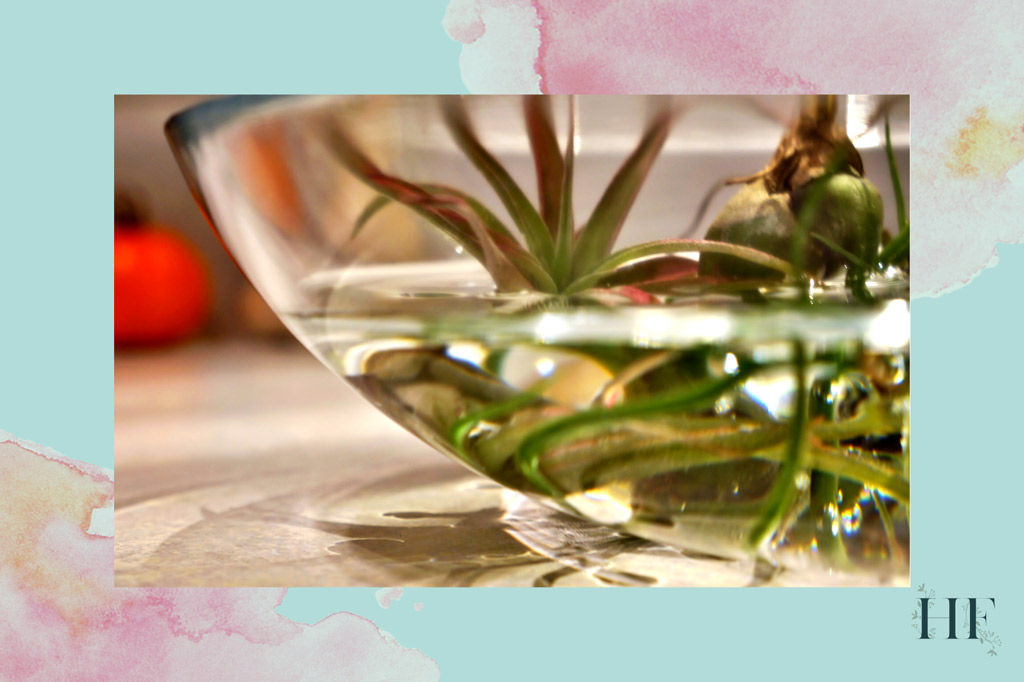 how-to-water-air-plants-soaking-method