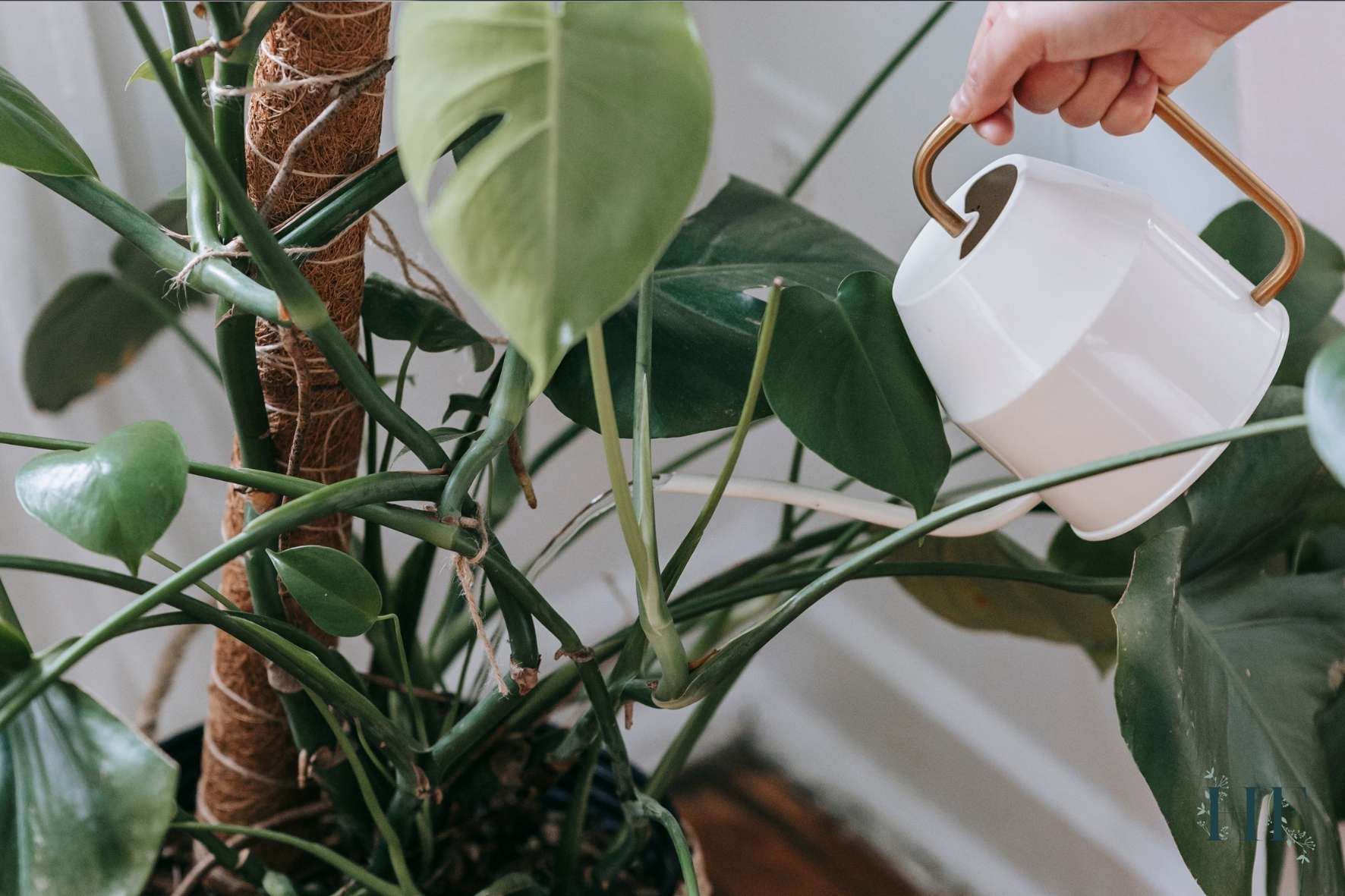 how-to-water-monstera-deliciosa