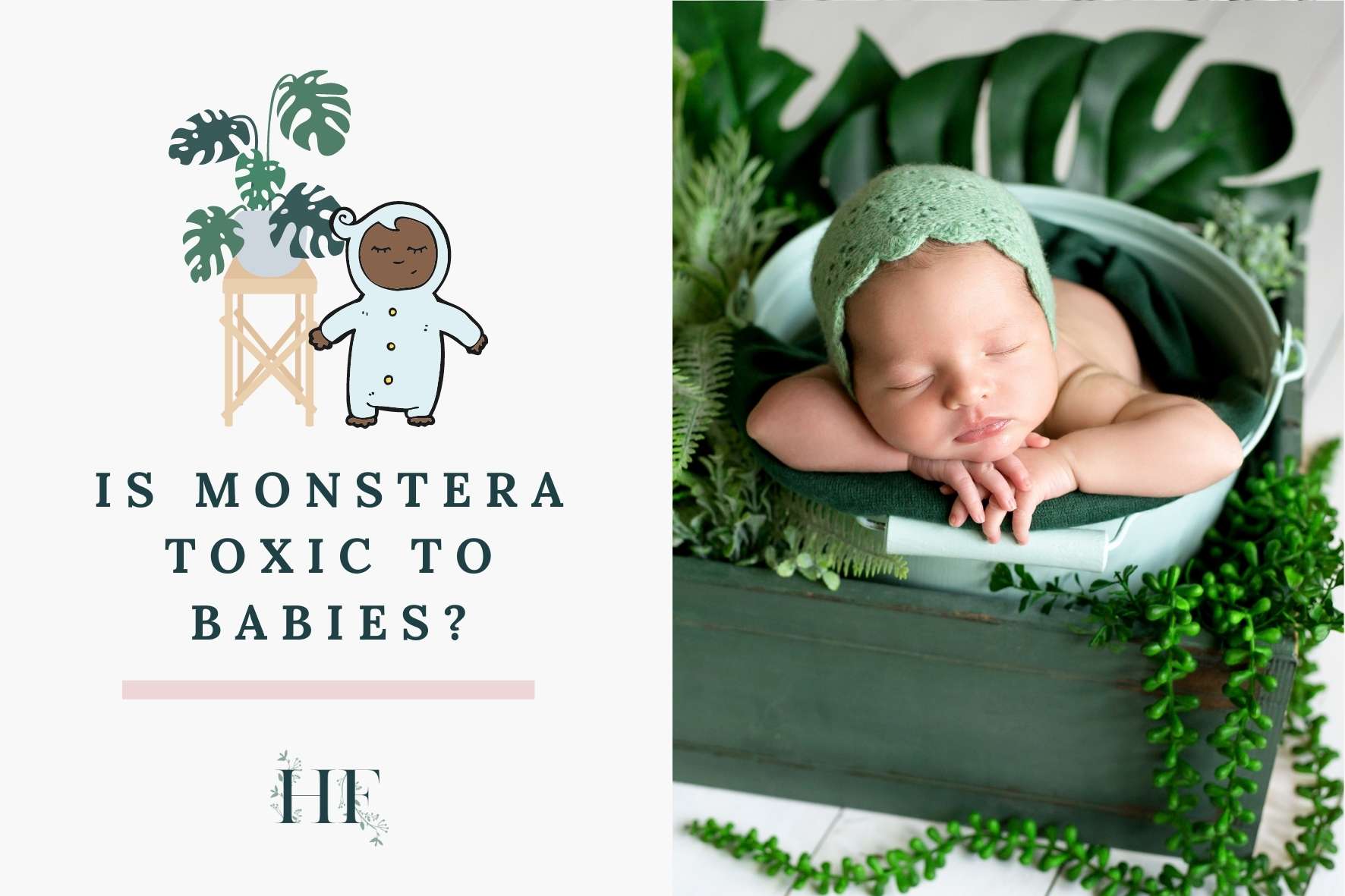 is-monstera-toxic-to-babies
