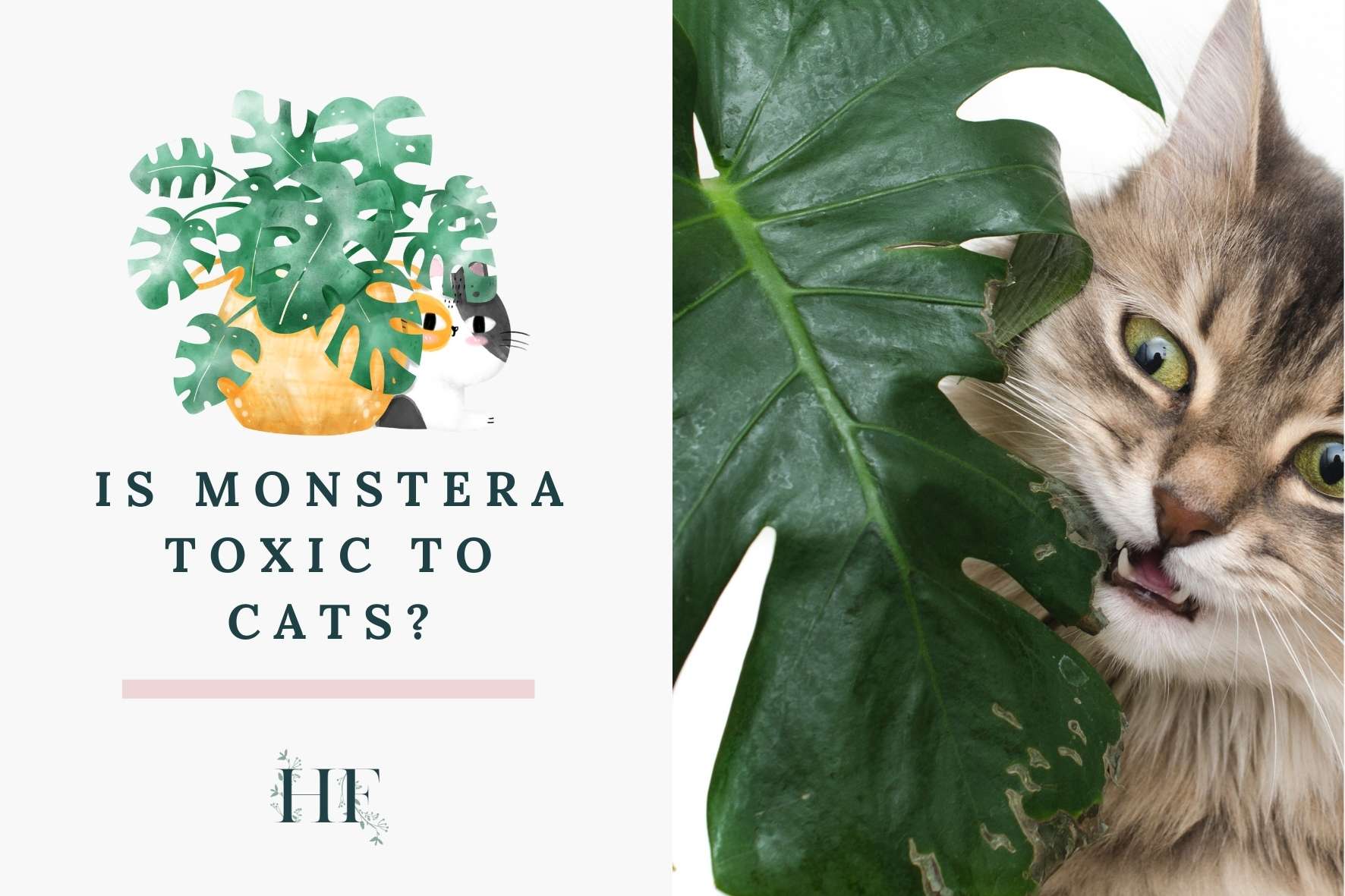 is-monstera-toxic-to-cats