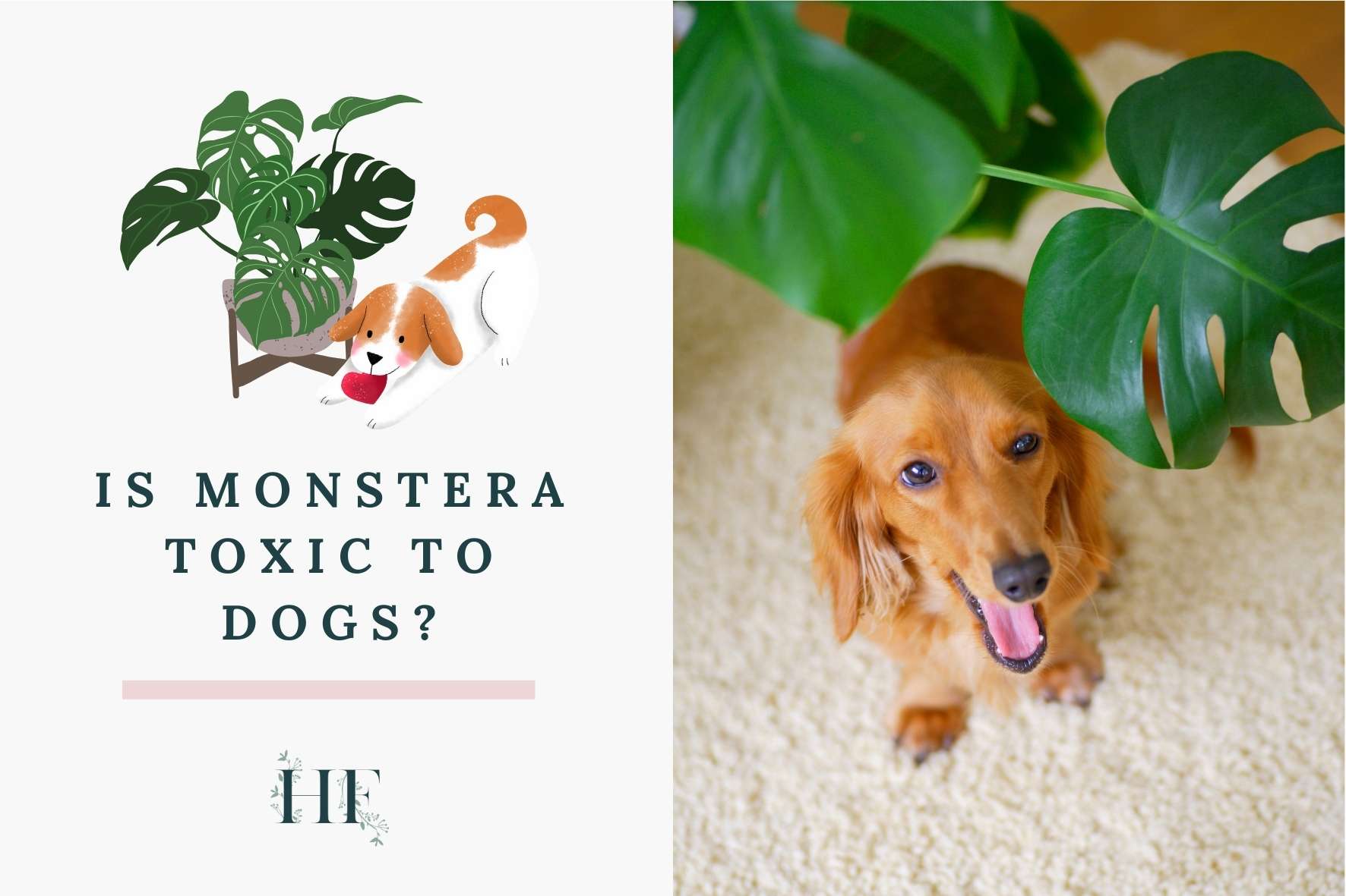 is-monstera-toxic-to-dogs