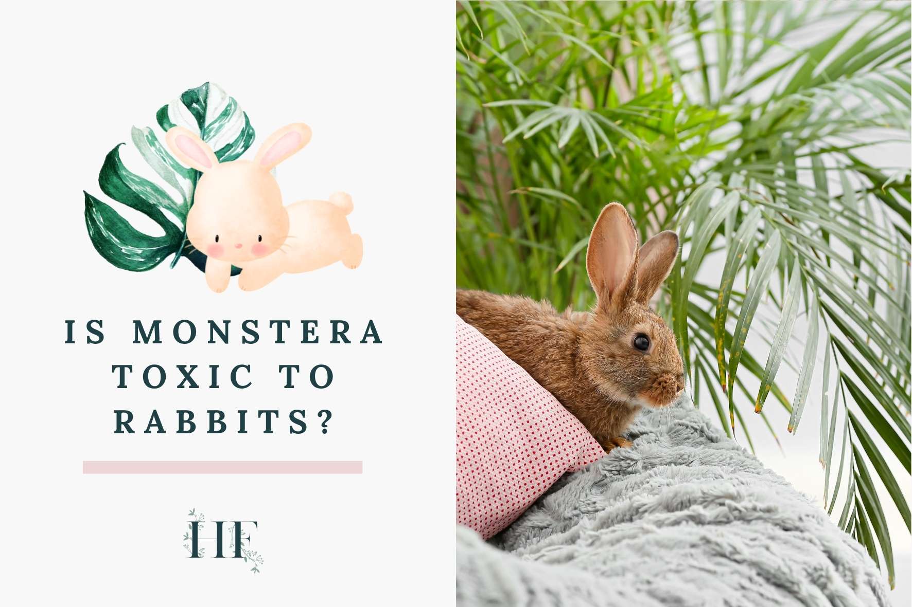 is-monstera-toxic-to-rabbits
