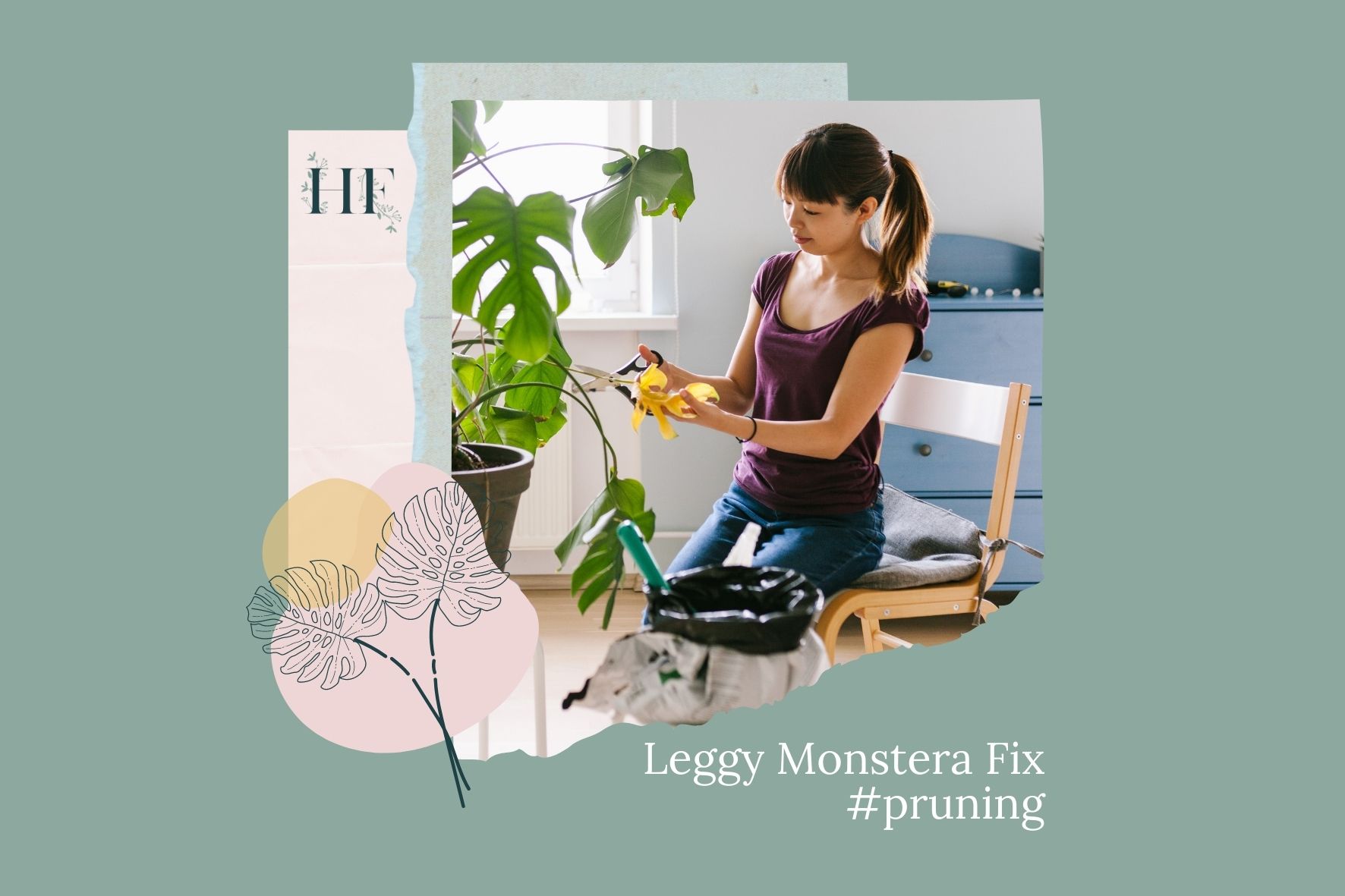 leggy-monstera-fix-1-pruning