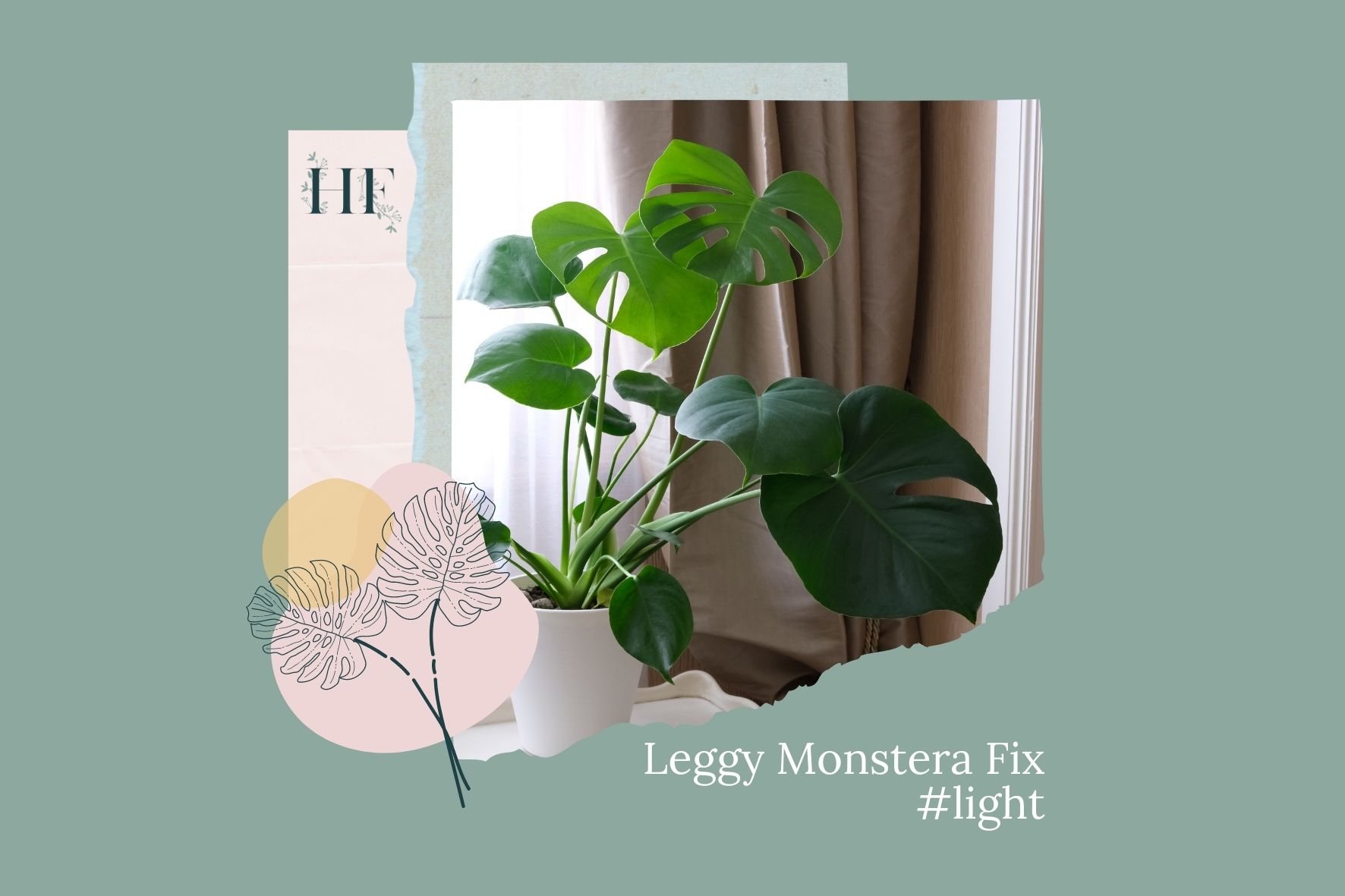 leggy-monstera-fix-2-light