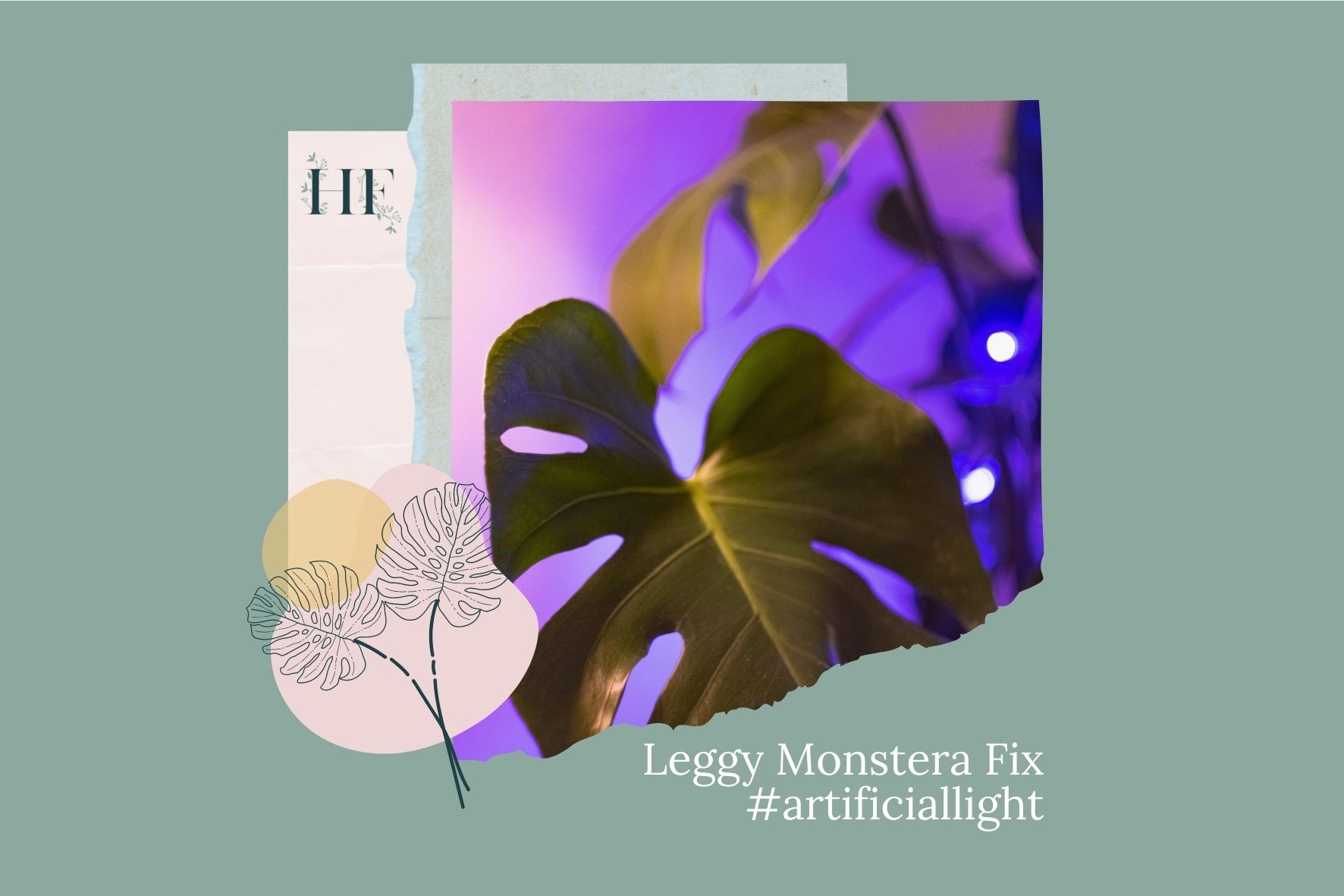 leggy-monstera-fix-3-artificial-light