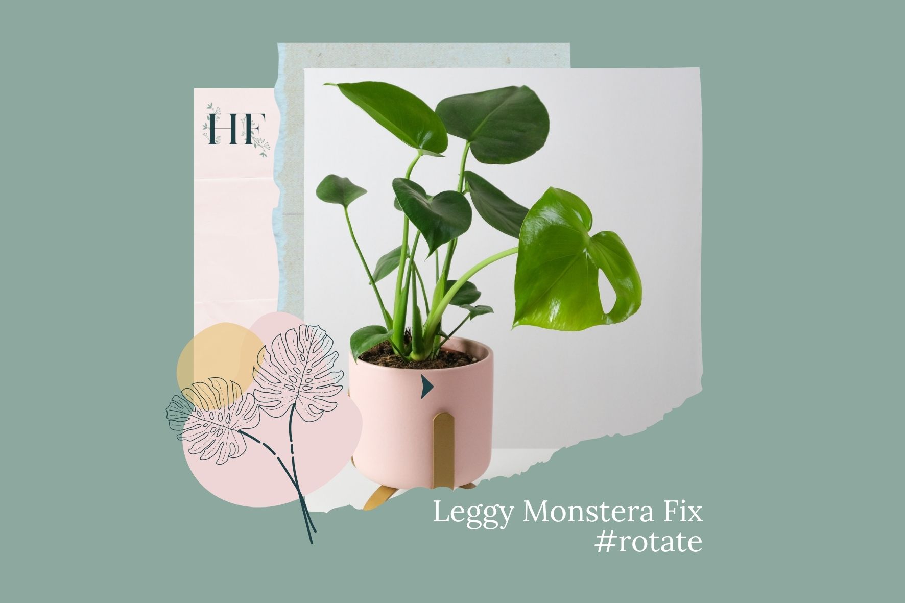 leggy-monstera-fix-4-rotate