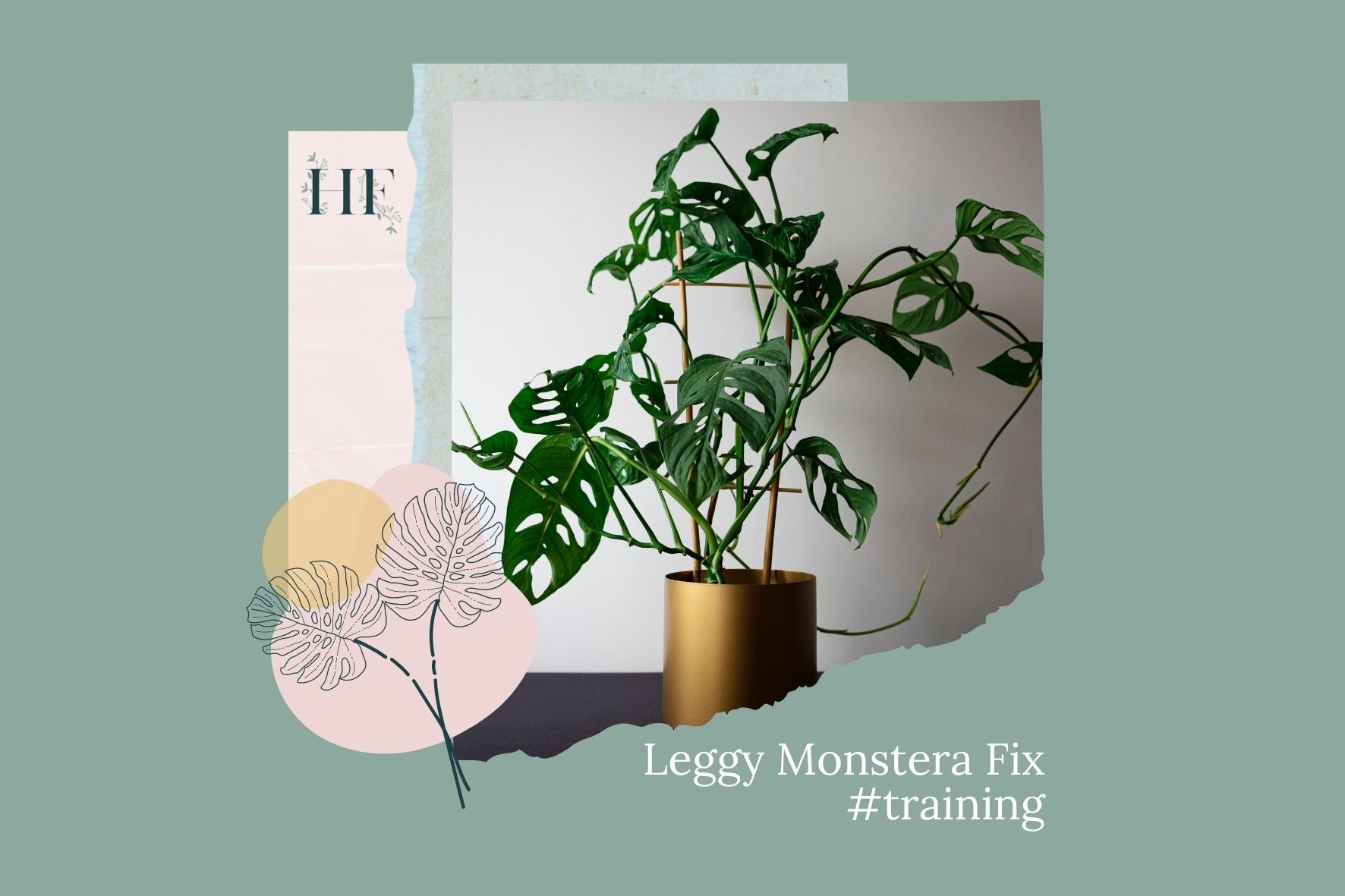leggy-monstera-fix-5-training