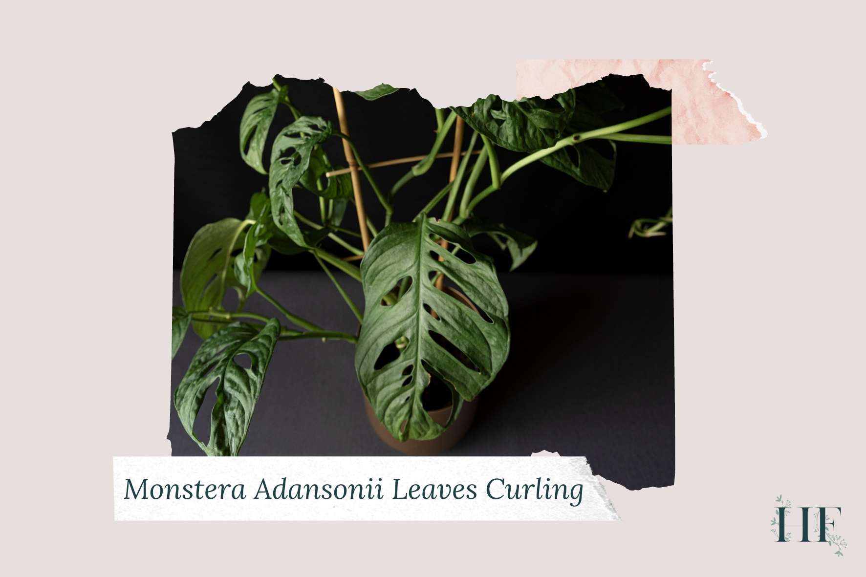 monstera-adansonii-leaves-curling