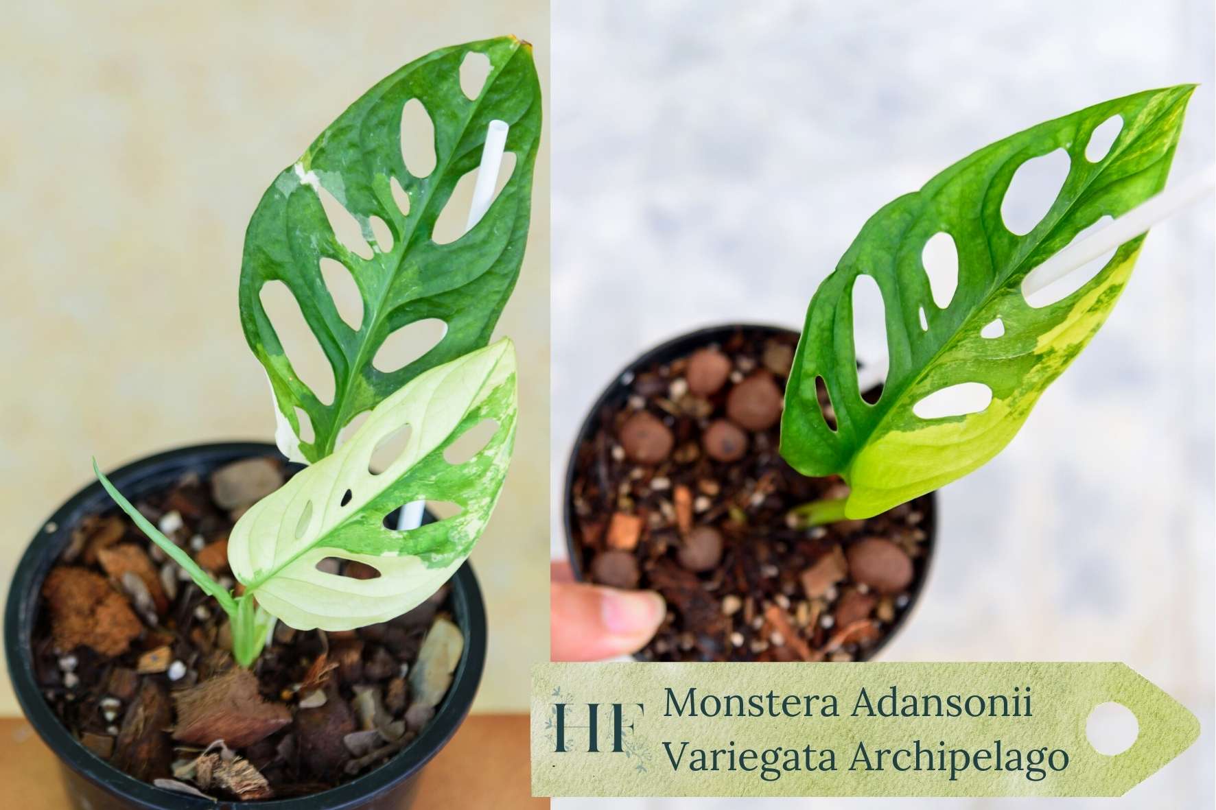 monstera-adansonii-variegata-archipelago