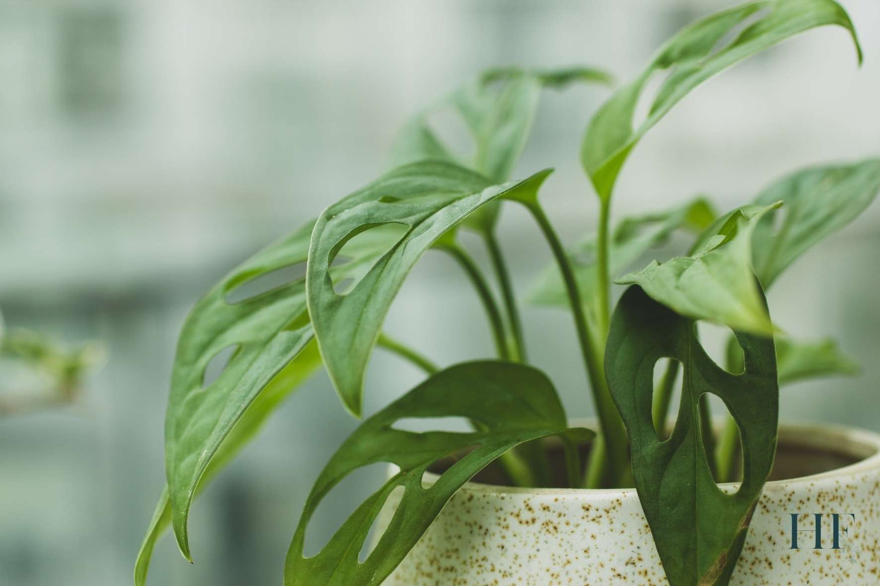 monstera-adansonii-watering