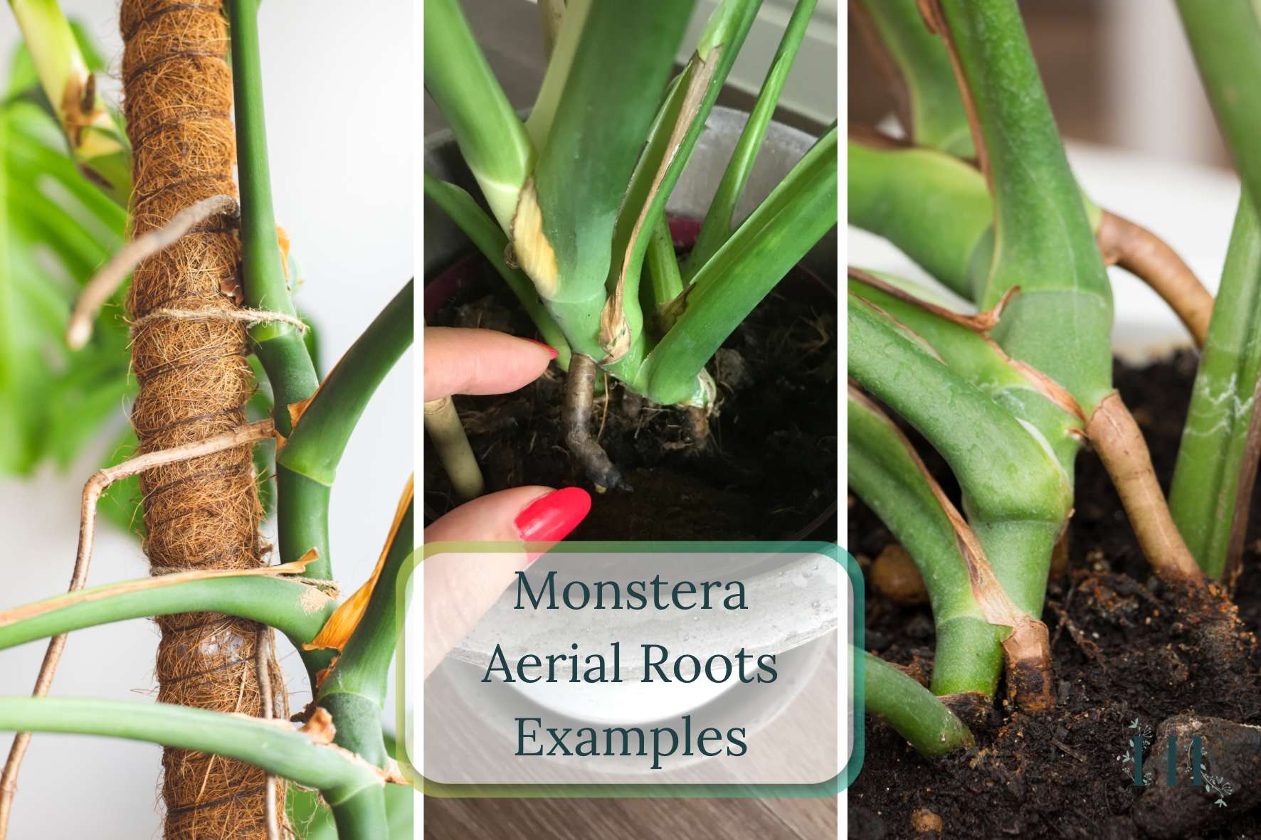 monstera-aerial-roots-examples