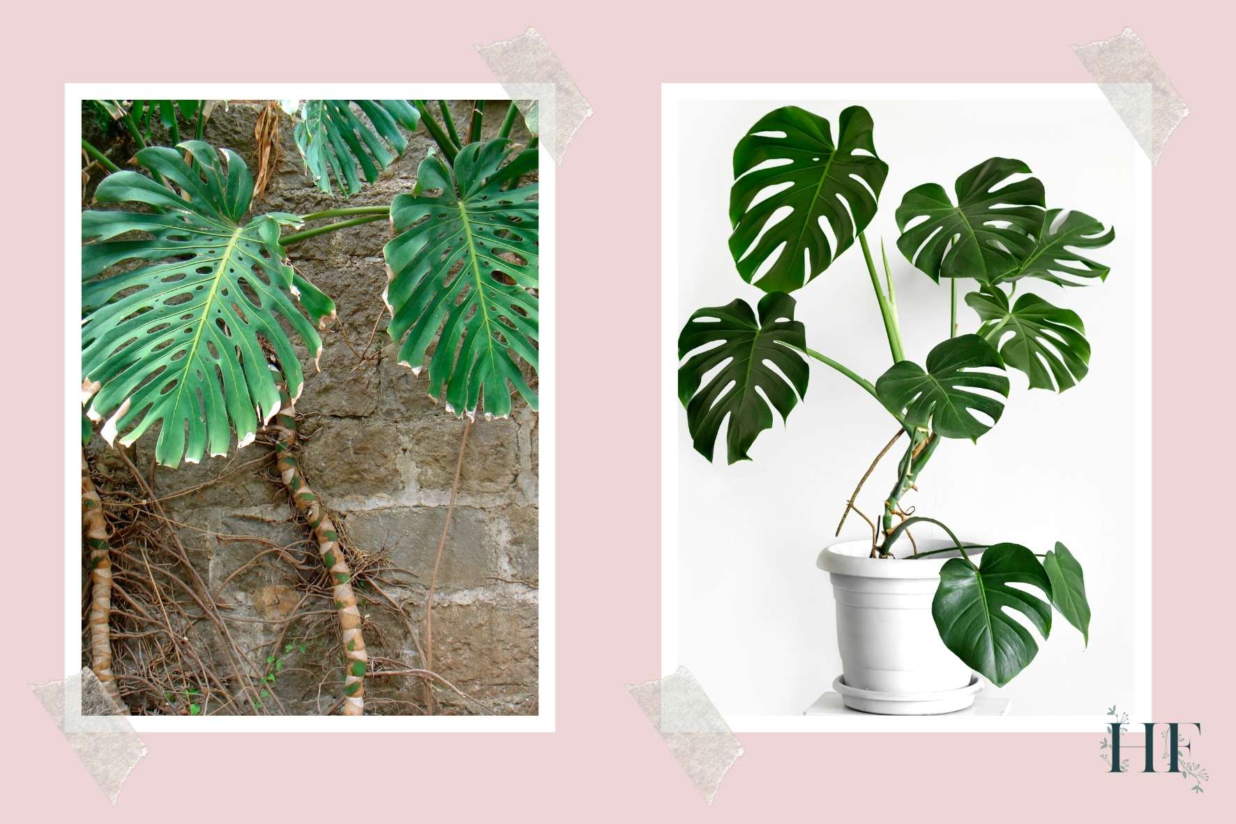 monstera-aerial-roots-facts