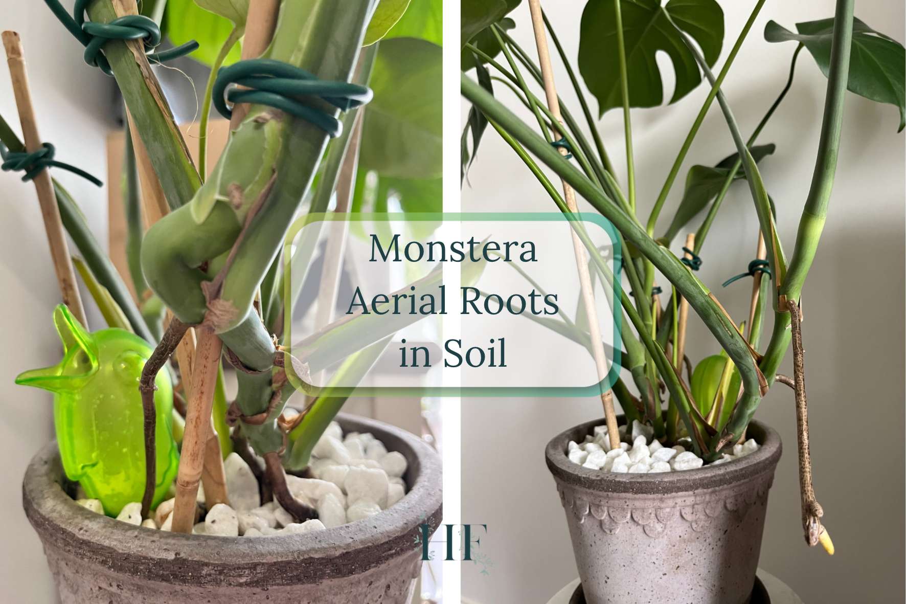 monstera-aerial-roots-in-soil