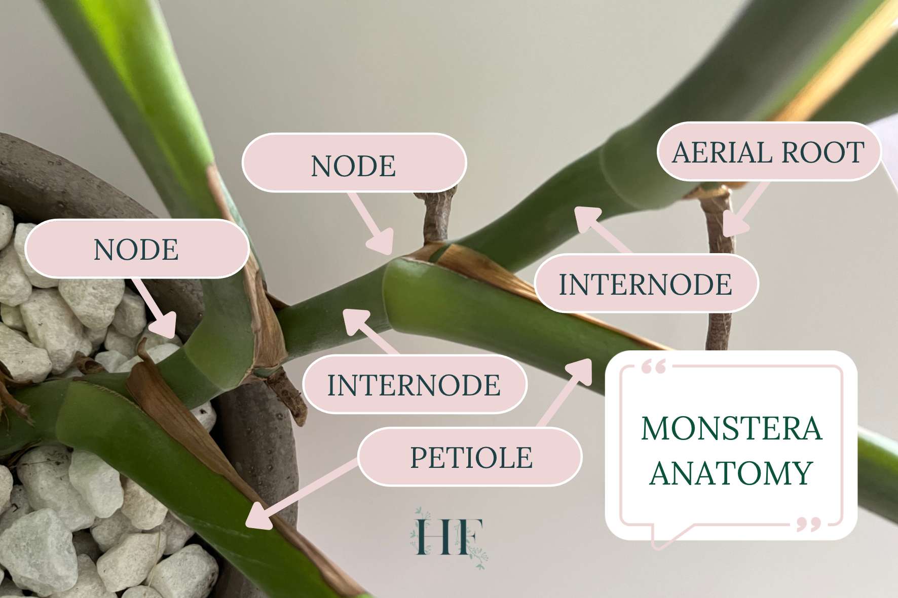 Where To Find Monstera Nodes To Propagate   Easy Technique