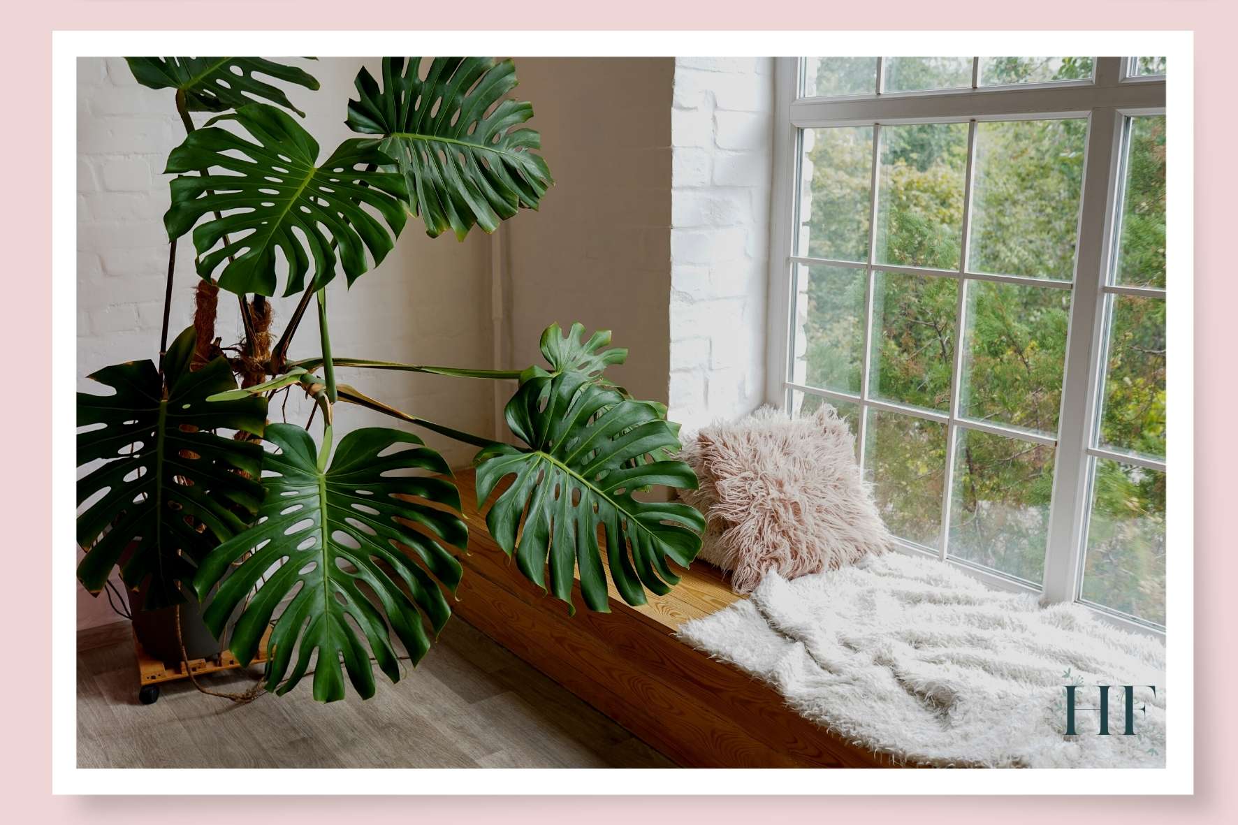 monstera-benefits-dehumidifying-and-odour-removal