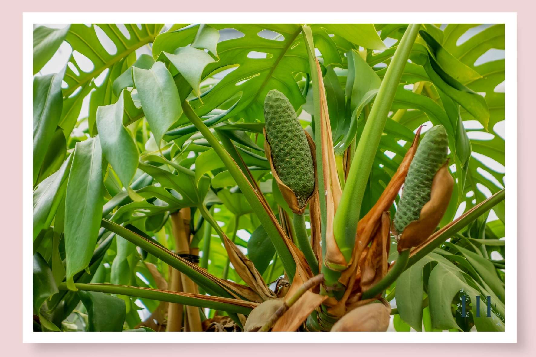 monstera-benefits-nutrient-rich-fruit