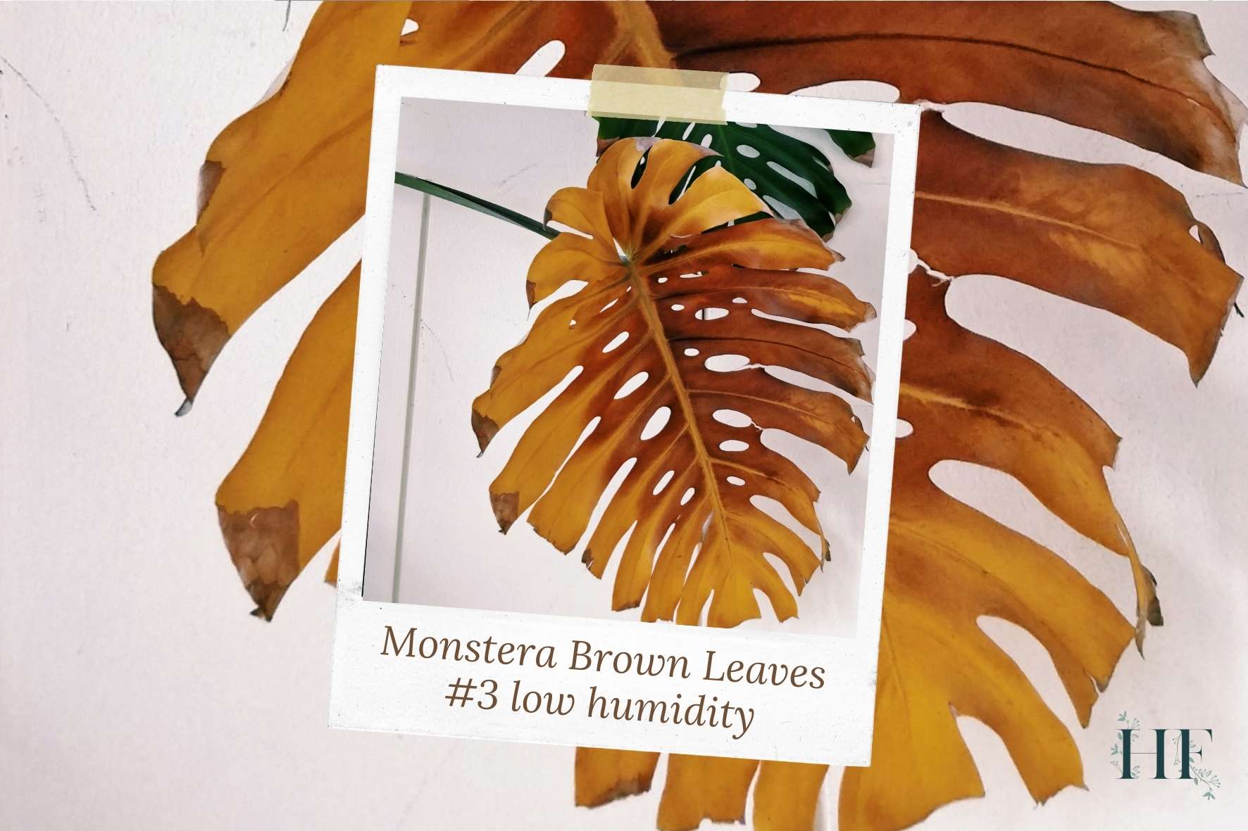 monstera-brown-droopy-leaves