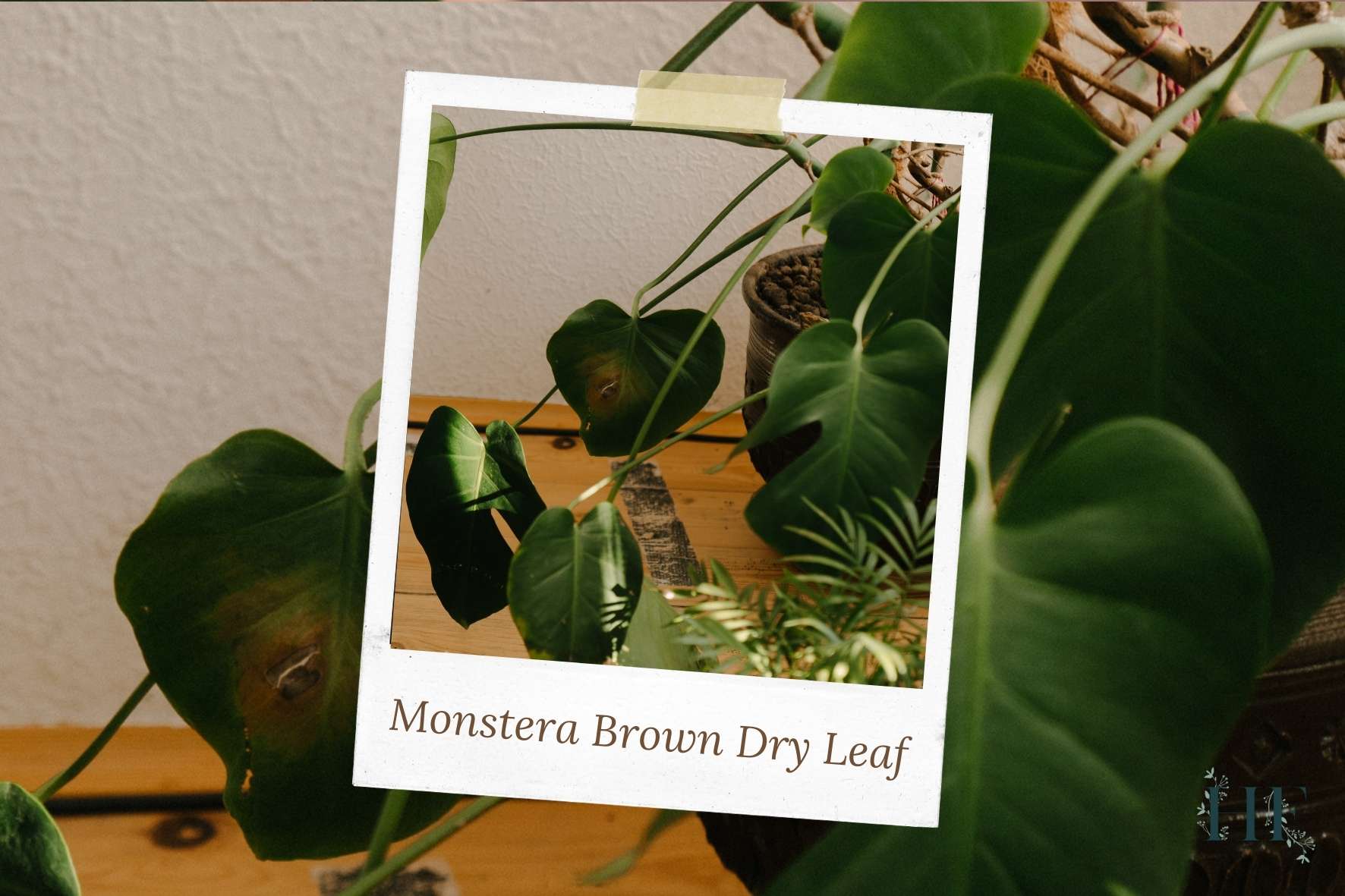 monstera-brown-dry-leaves
