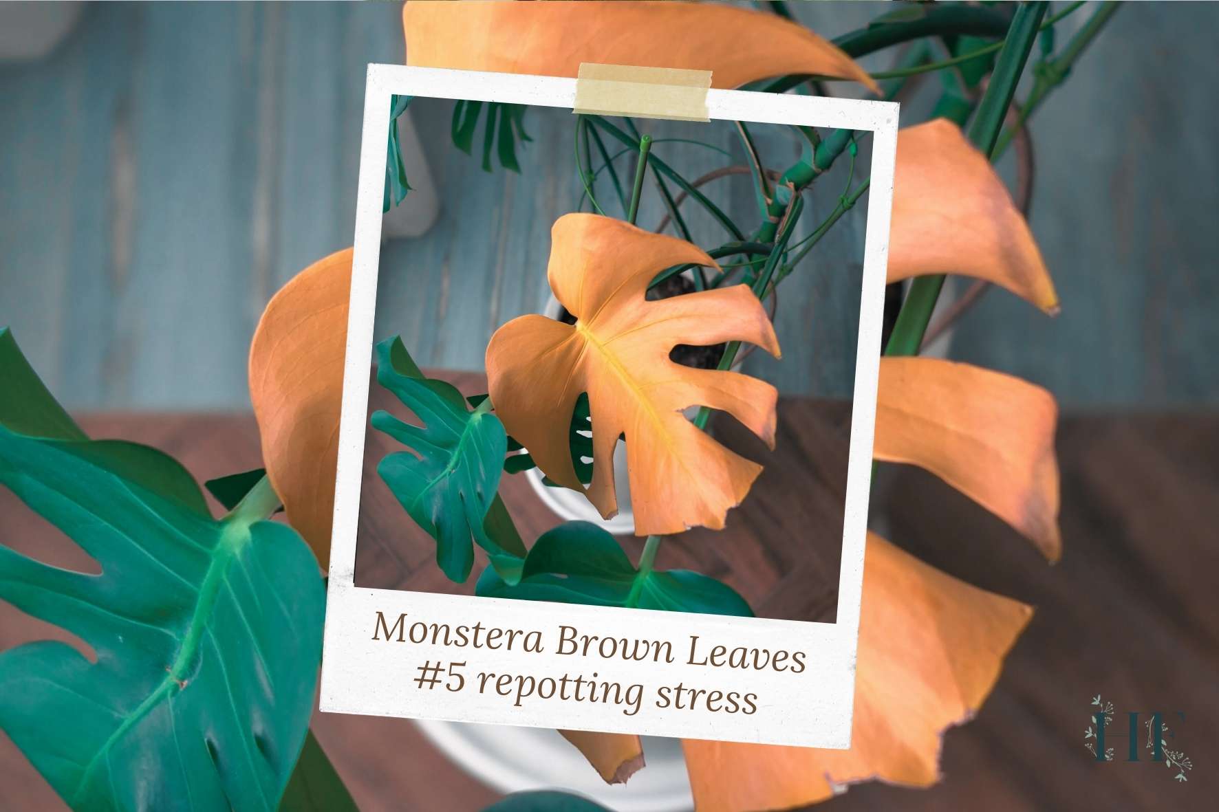 monstera-brown-or-yellow-leaves
