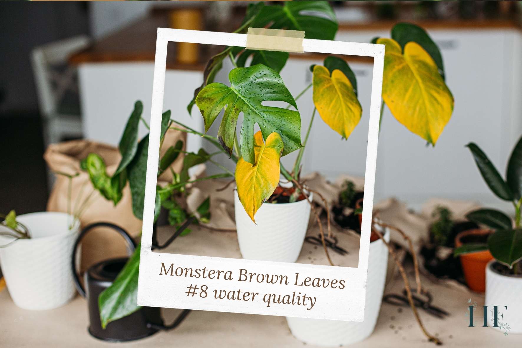 monstera-brown-tips-on-leaves