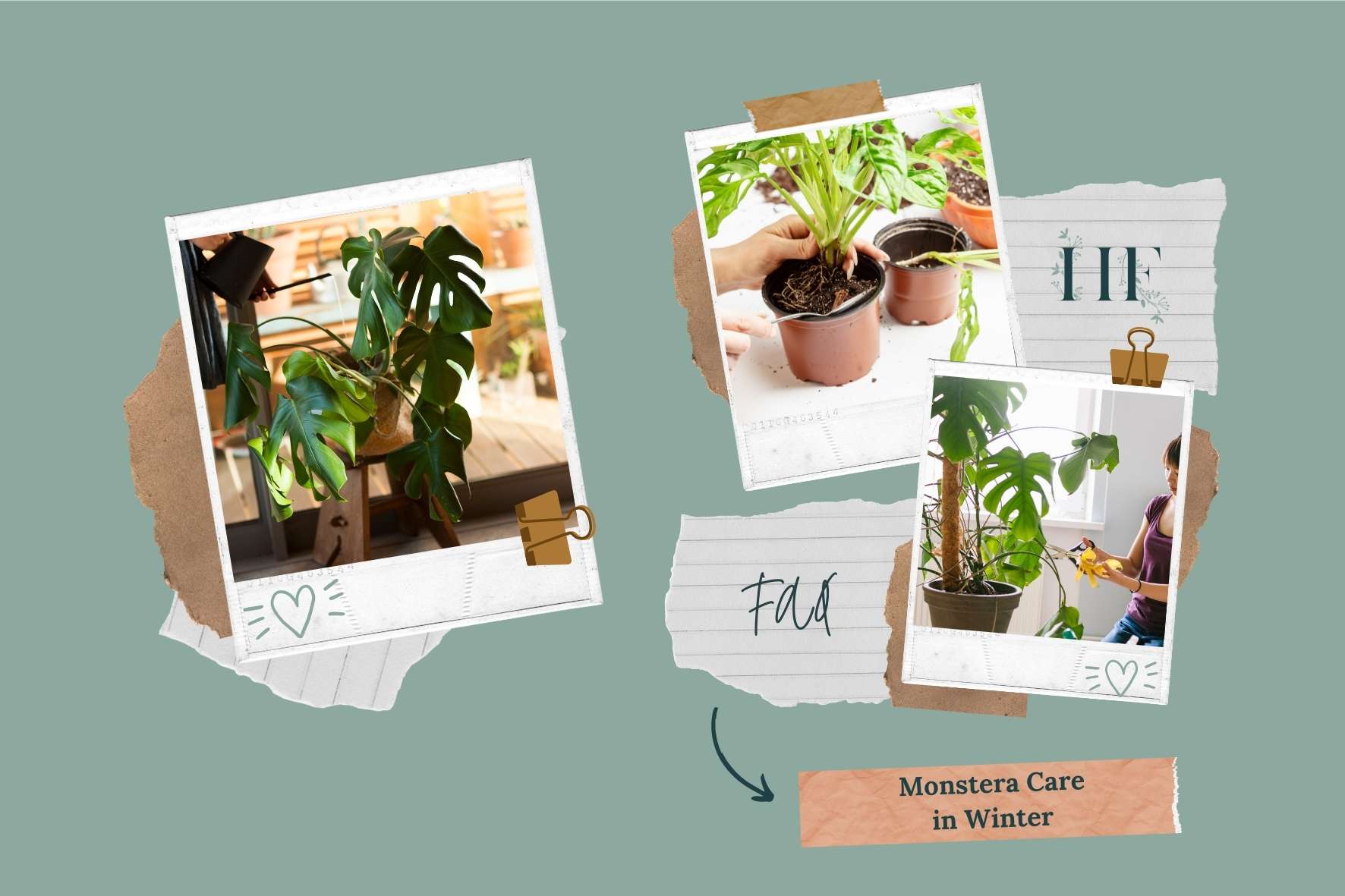 monstera-care-in-winter