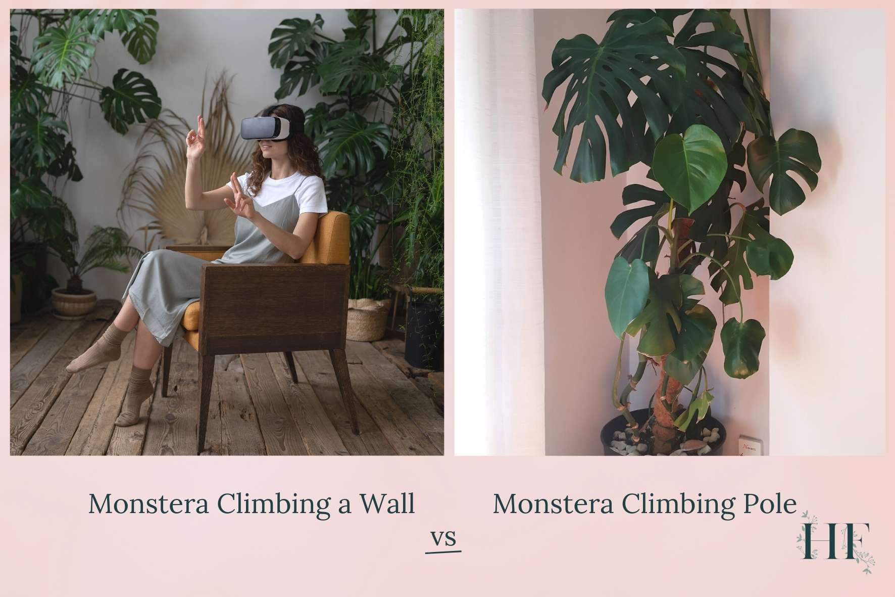 monstera-climbing-pole-vs-monstera-climbing-a-wall