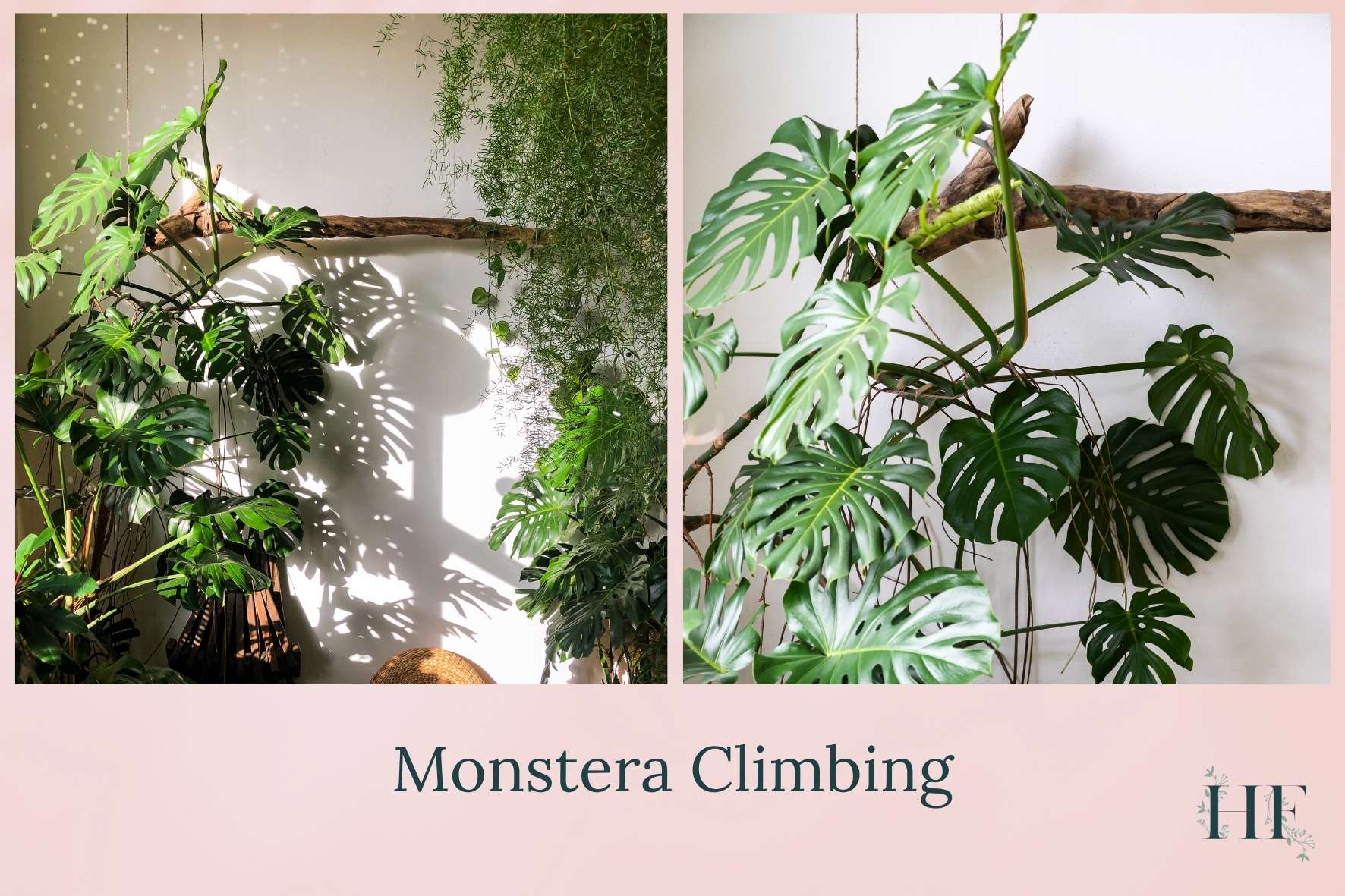 monstera-climbing