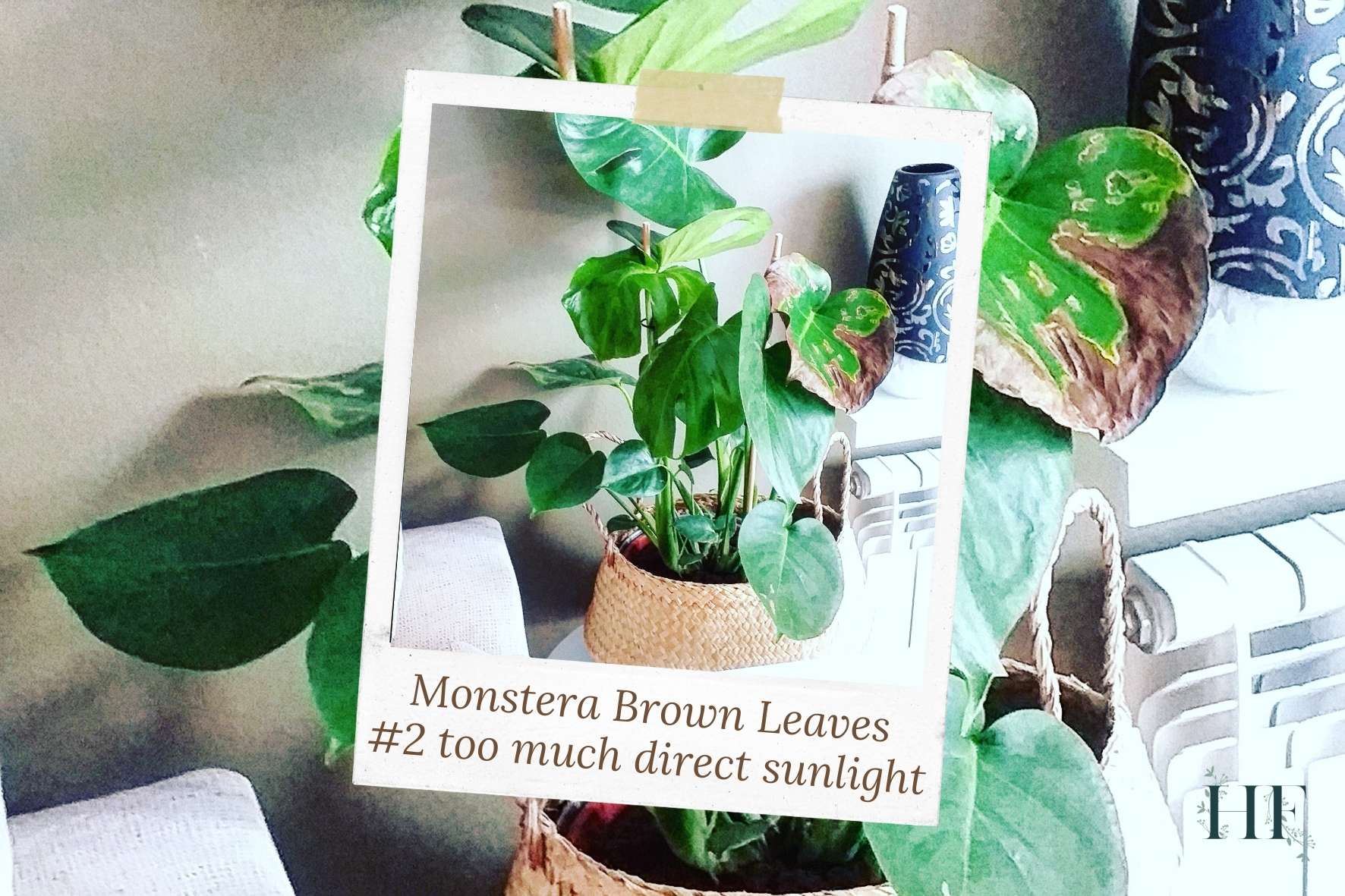 monstera-crispy-brown-spots-on-leaves
