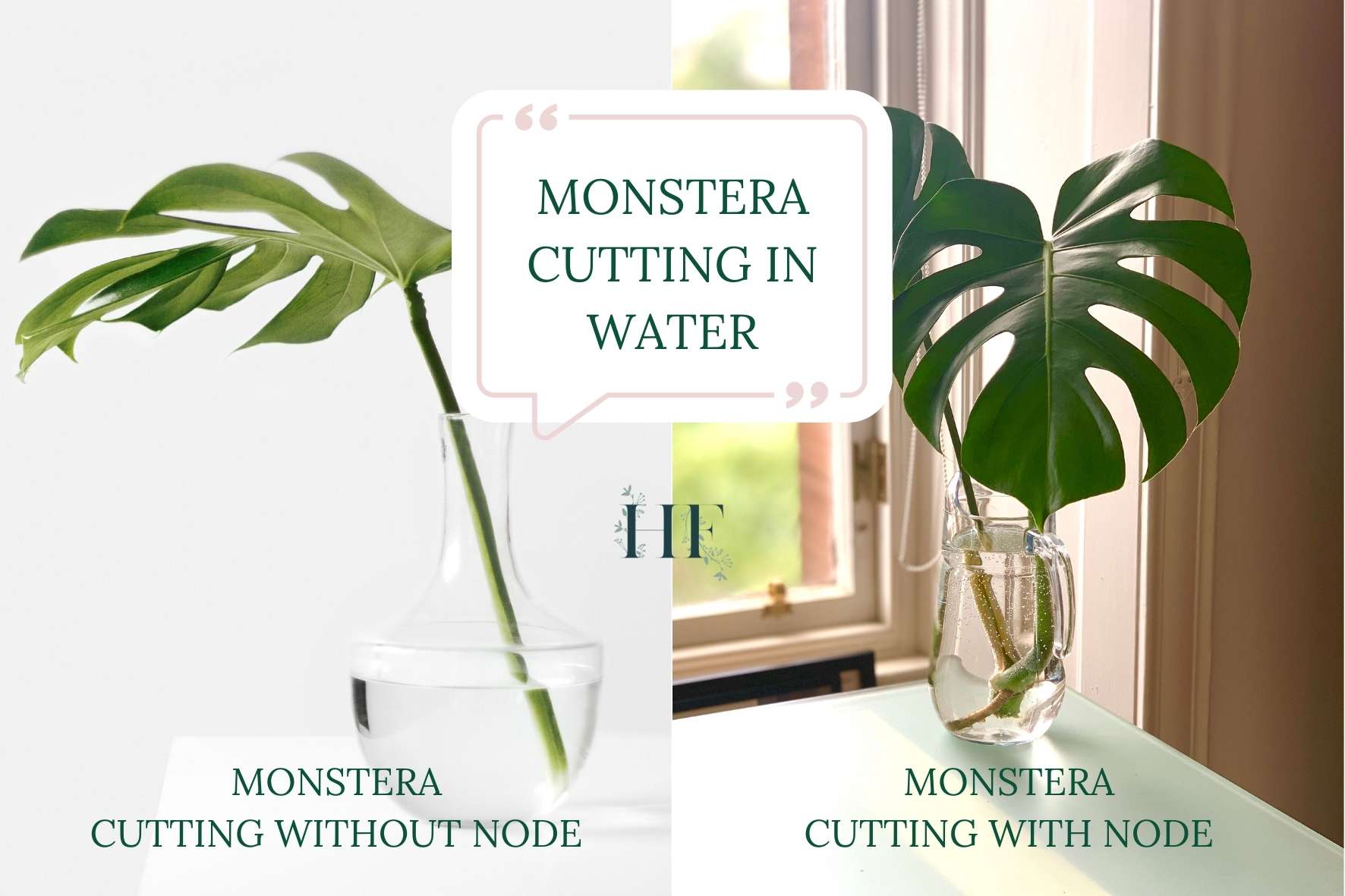 monstera-cutting-without-node-vs-with-node